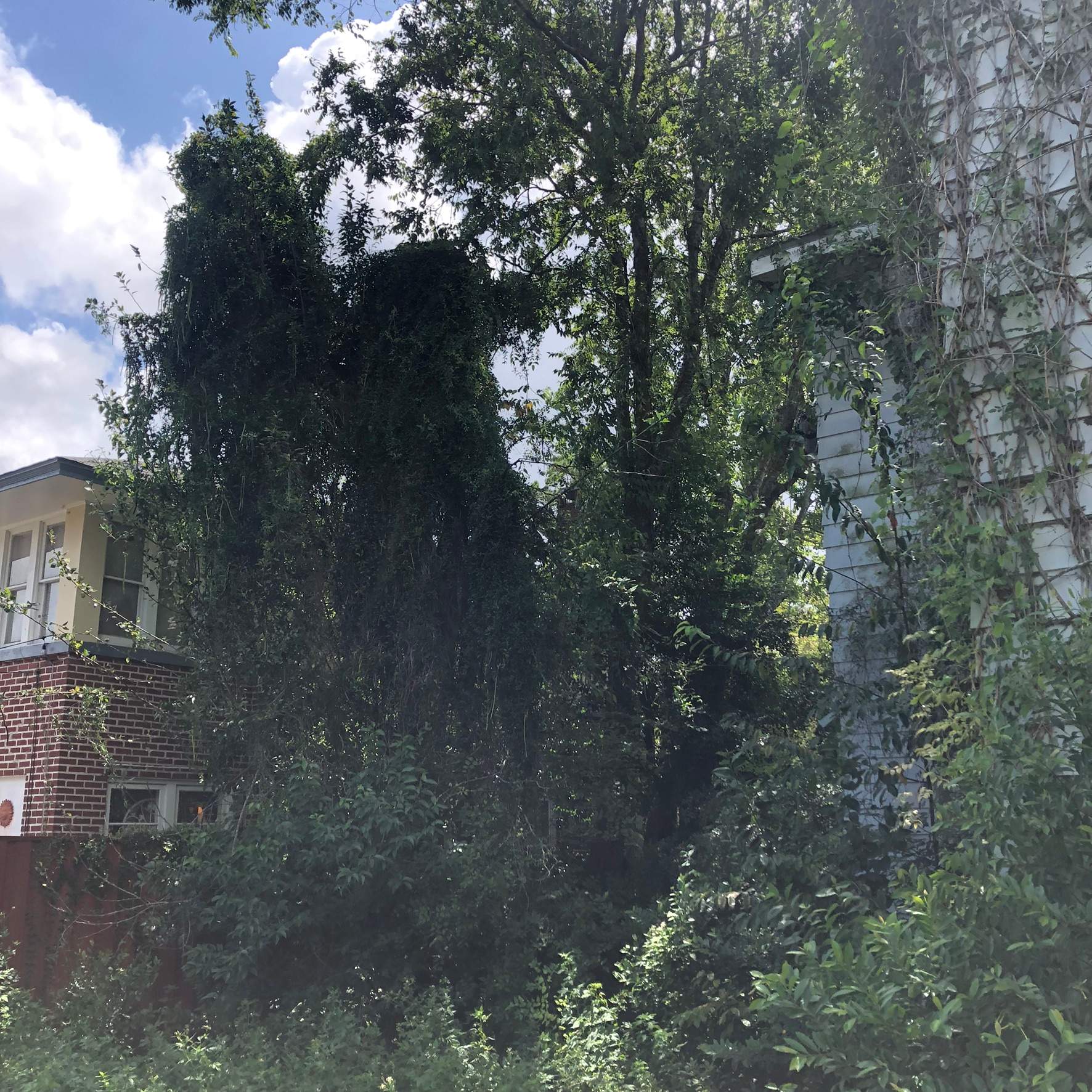 Extreme Clean Up | Riverside Area by ProGreen Services