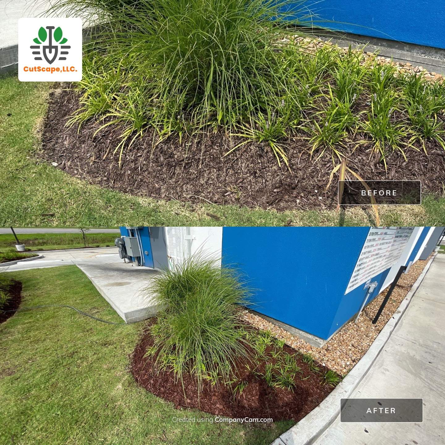 COMMERCIAL: HEDGE TRIM / BED CLEAN / MULCH INSTALL using BROWN MULCH "BARK BRITE" by CutScape, LLC.