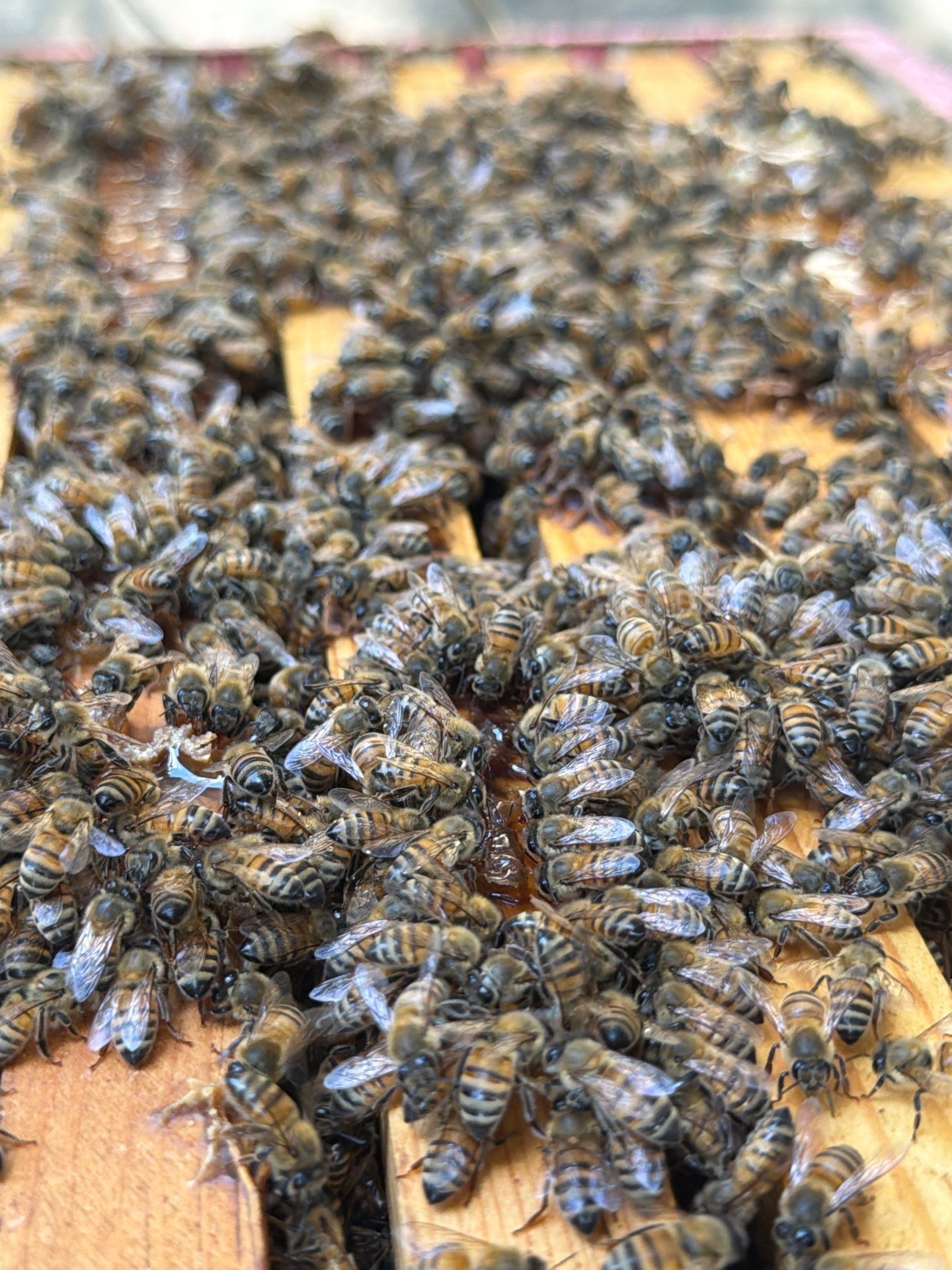 Backyard Survivor Stock by Rockwall Honey Bee Company