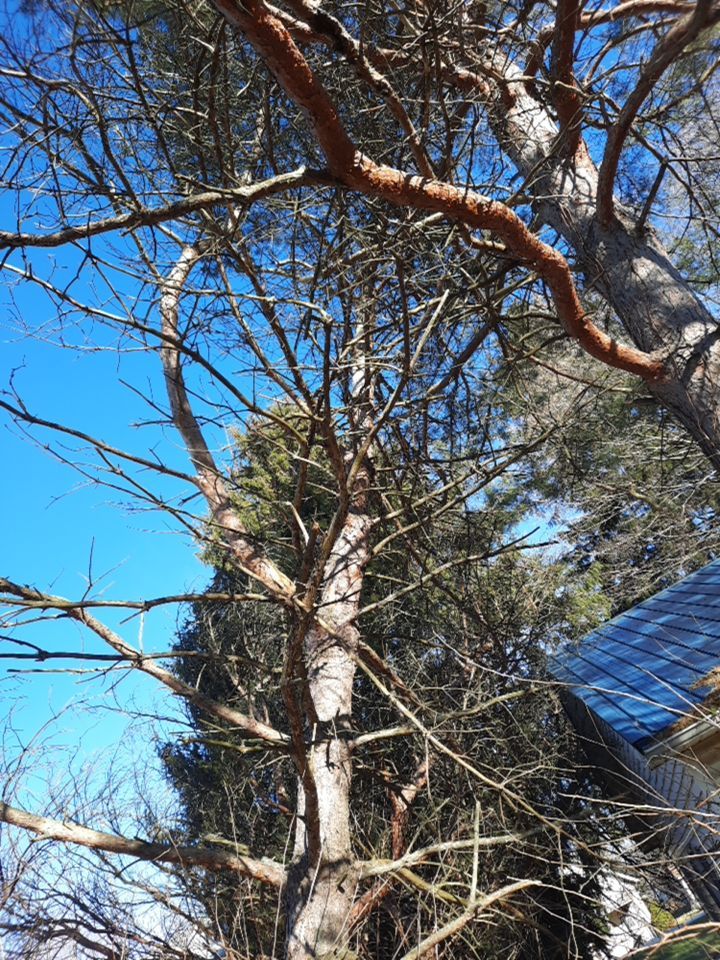 Storm Damaged Tree Removal  using Tree Removal by Mike Jones & Sons Tree Service LLC 
