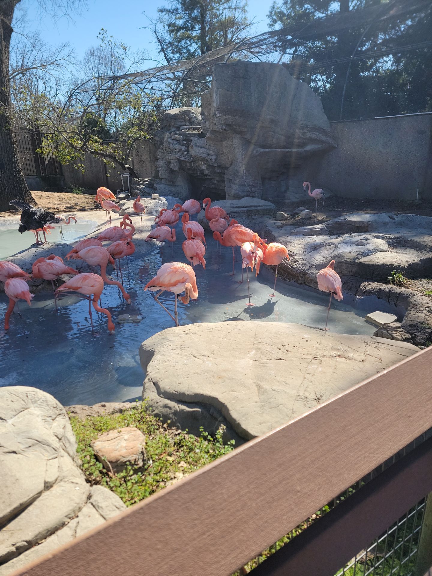 Charles Paddock Zoo Flamingo Pond by MGP Coatings