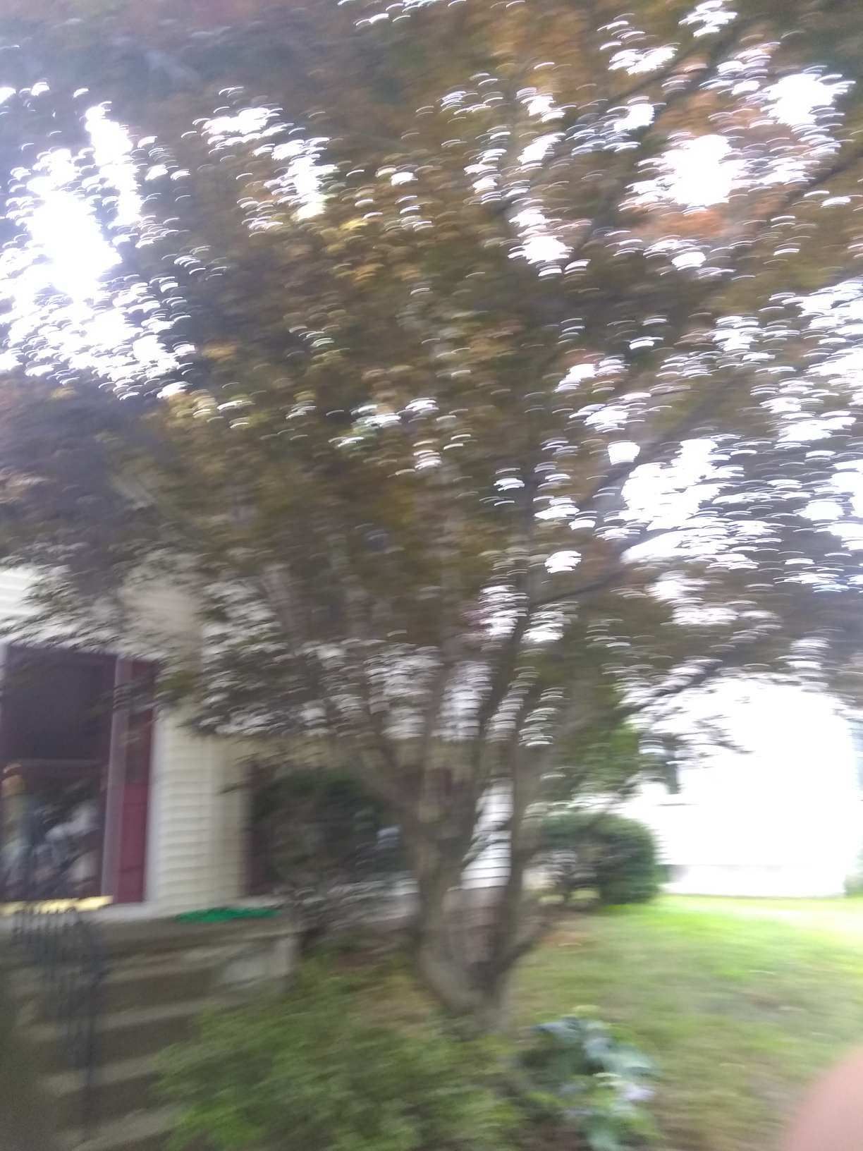 Tree Removal using Tree Removal by Mike Jones & Sons Tree Service LLC 