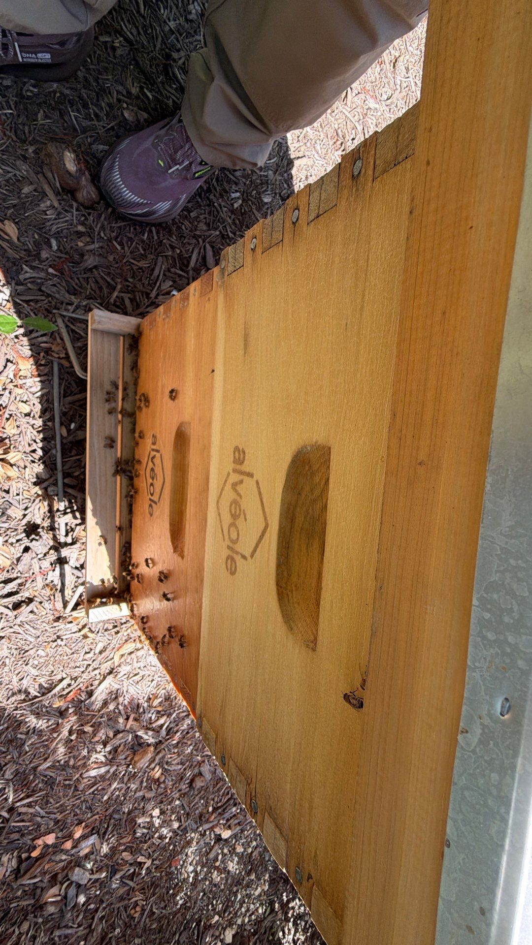 Apartment Retreat for Honey Bees in Garland by Rockwall Honey Bee Company