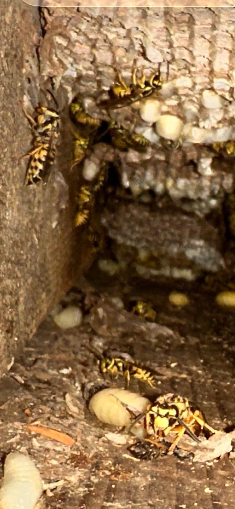 Yellowjackets at City Park by Rockwall Honey Bee Company