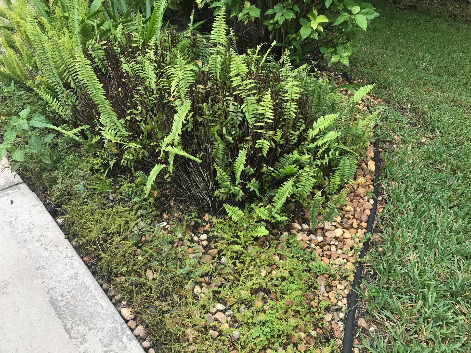 🌴 Landscape Removal and Install in Palm City by Alpha Zeta Enterprises Inc