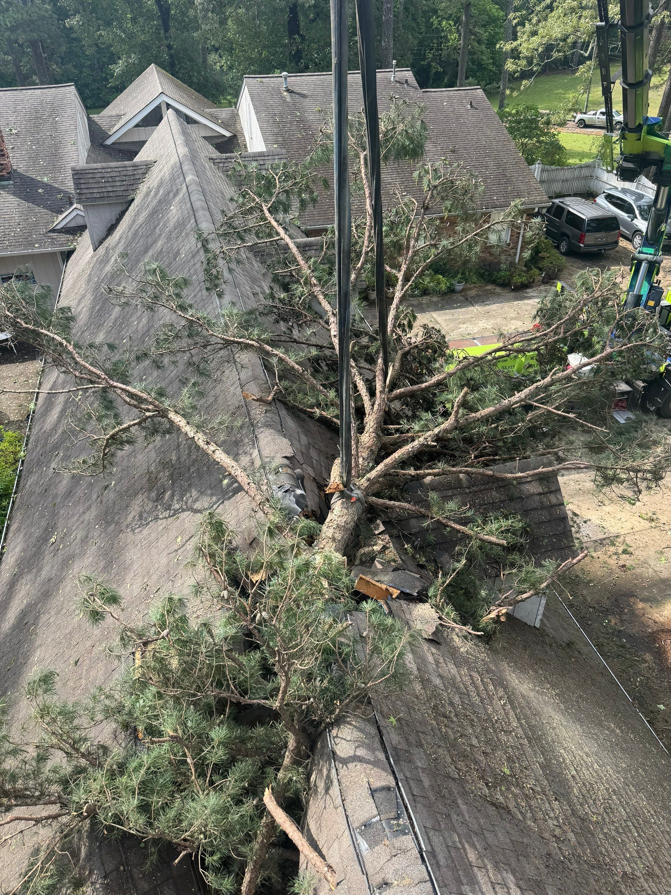Disaster Relief - Uprooted Pine by American Arbor