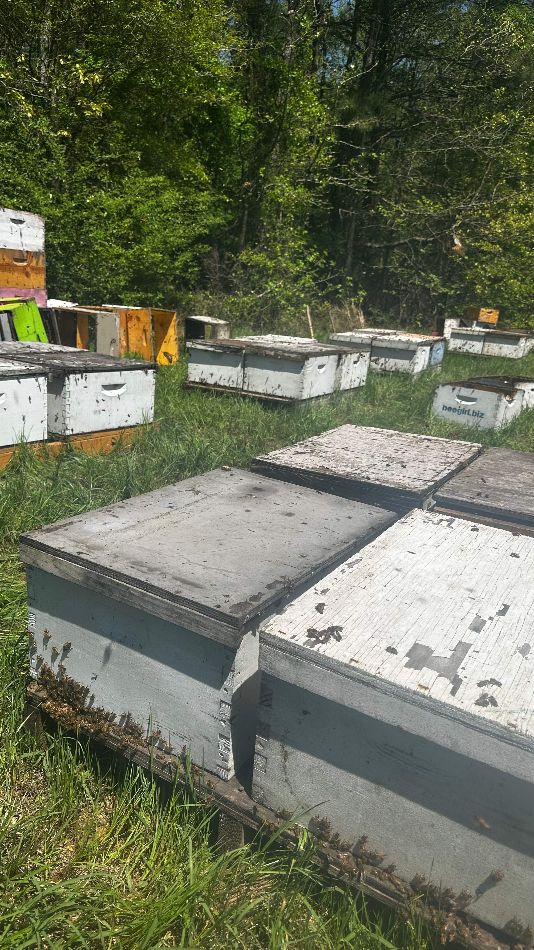 Traylor's Hay Meadow Apiary by Rockwall Honey Bee Company