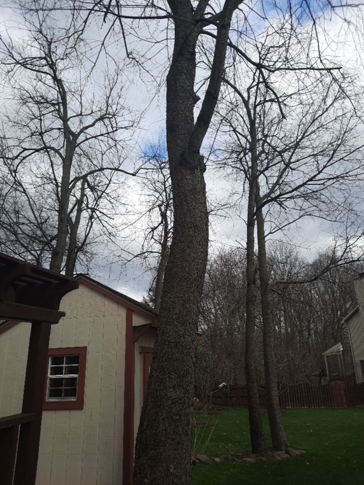 Tree Removal using Tree Removal by Mike Jones & Sons Tree Service LLC 