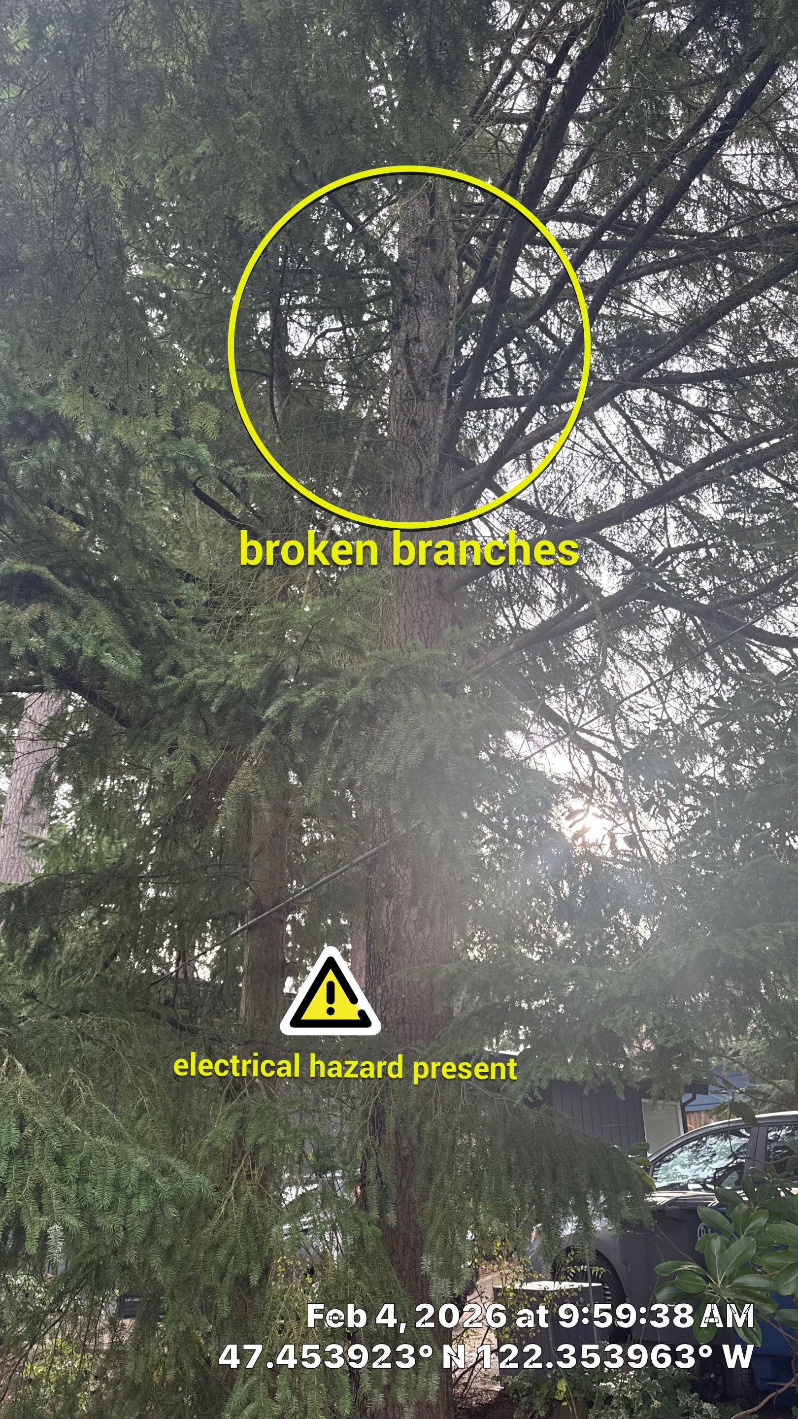 Hazard Pruning of Large Fir Trees in Burien, WA by Sound Tree Care LLC