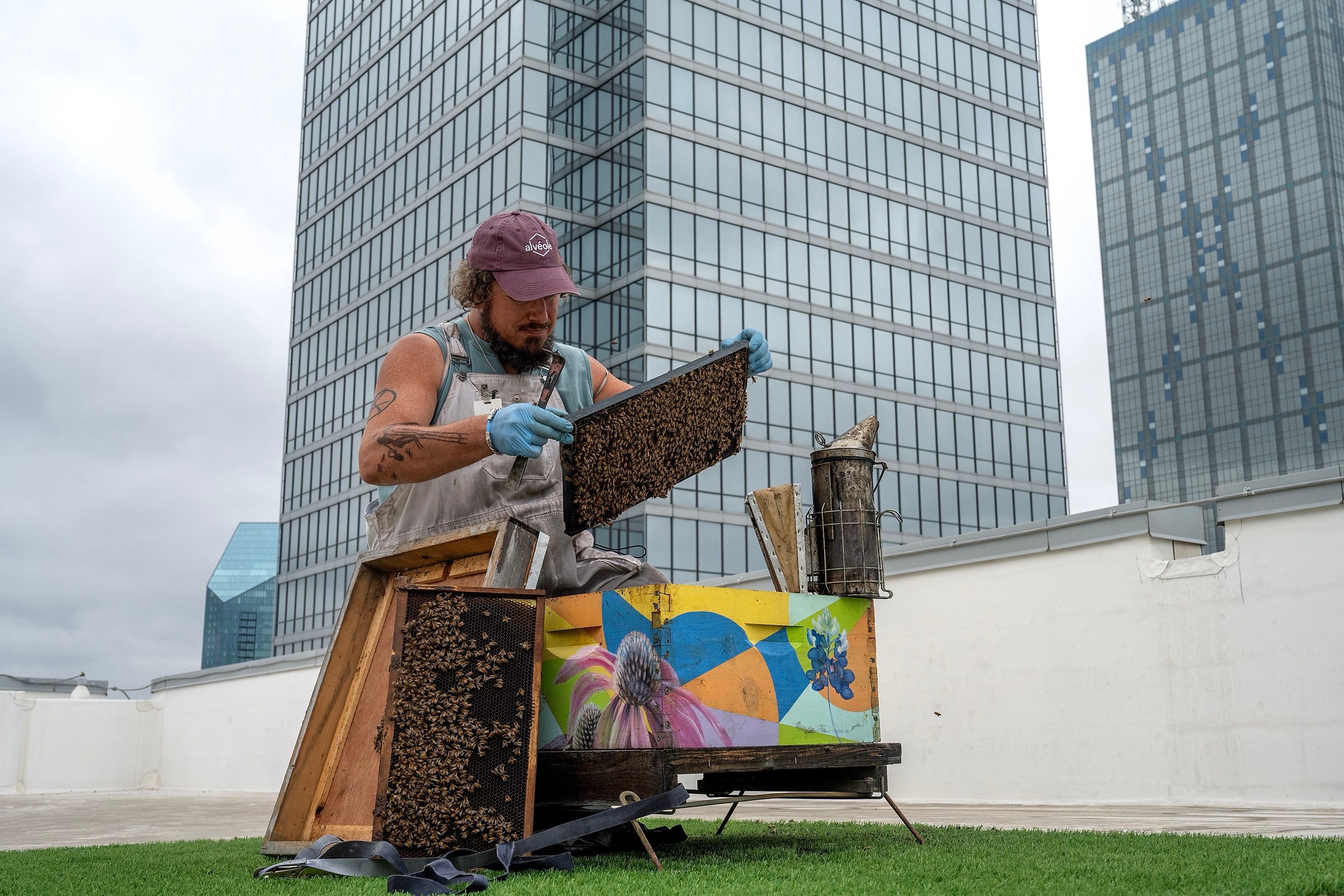 Urban Beekeeping in Dallas by Rockwall Honey Bee Company