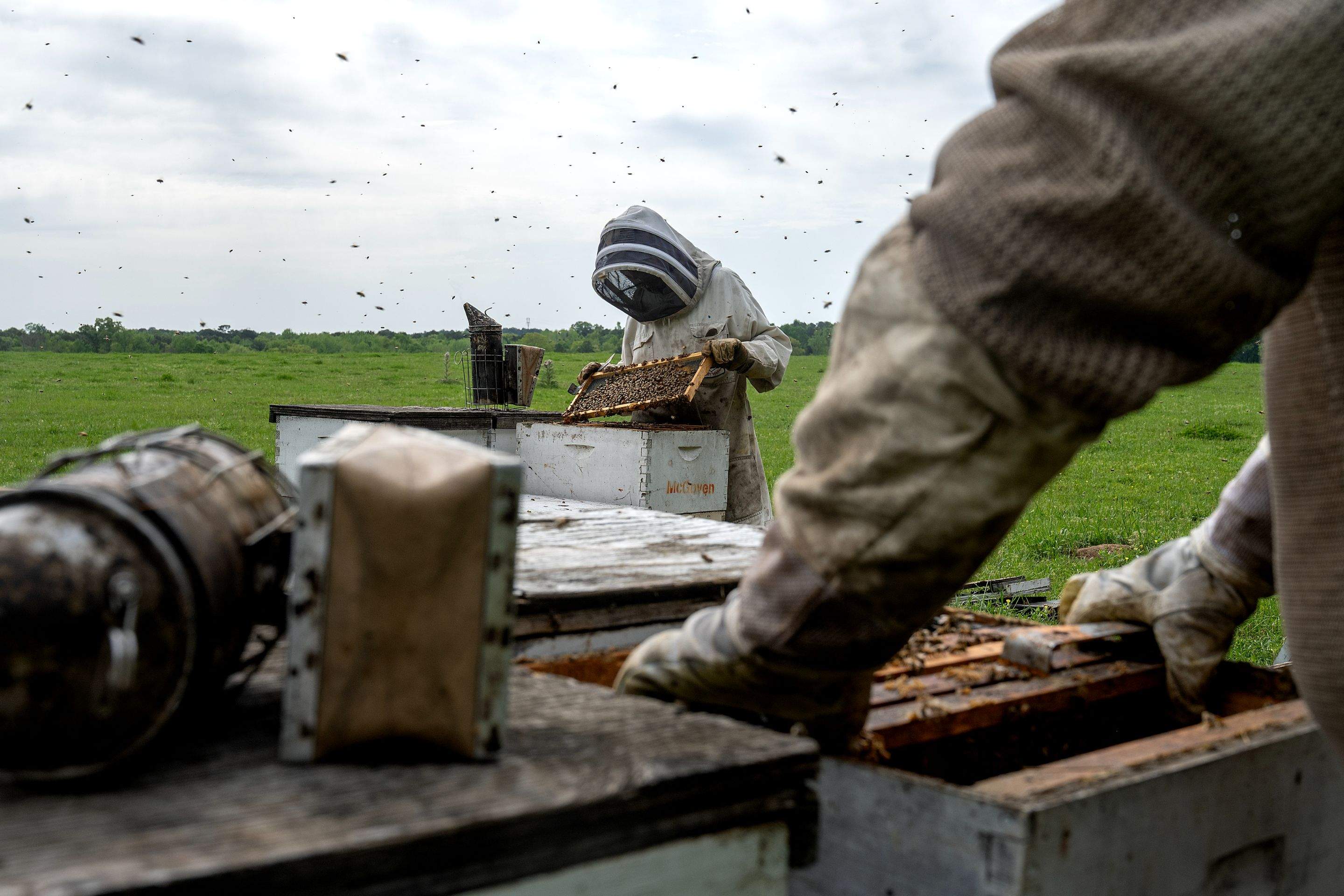 Splits in East Texas by Rockwall Honey Bee Company