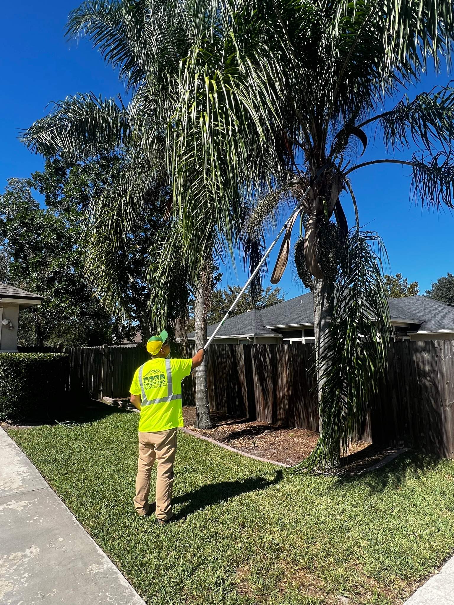 Palm Tree Trimming | Residential by ProGreen Services