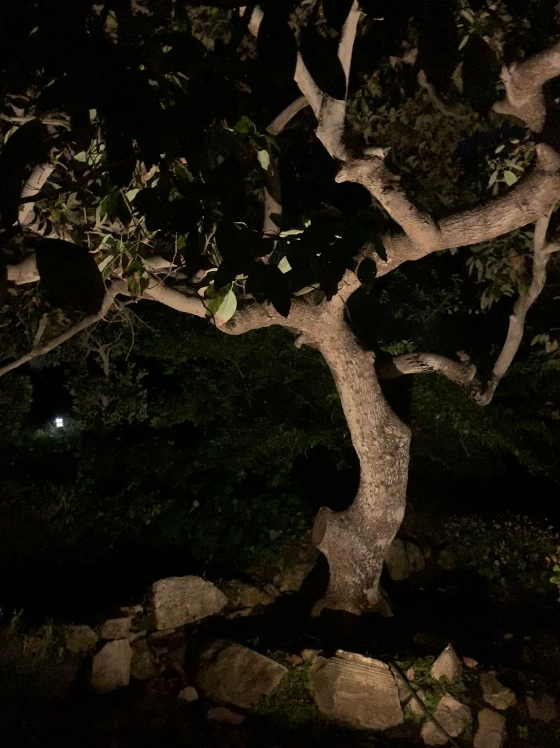 Landscape Lighting and Outdoor Audio in Palos Verdes by Outdoor Lights + Shades