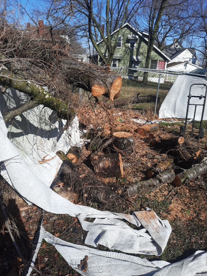 Tree Removal using Tree Removal by Mike Jones & Sons Tree Service LLC 