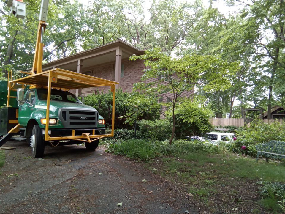 Tree Trimming using Tree Pruing by Mike Jones & Sons Tree Service LLC 