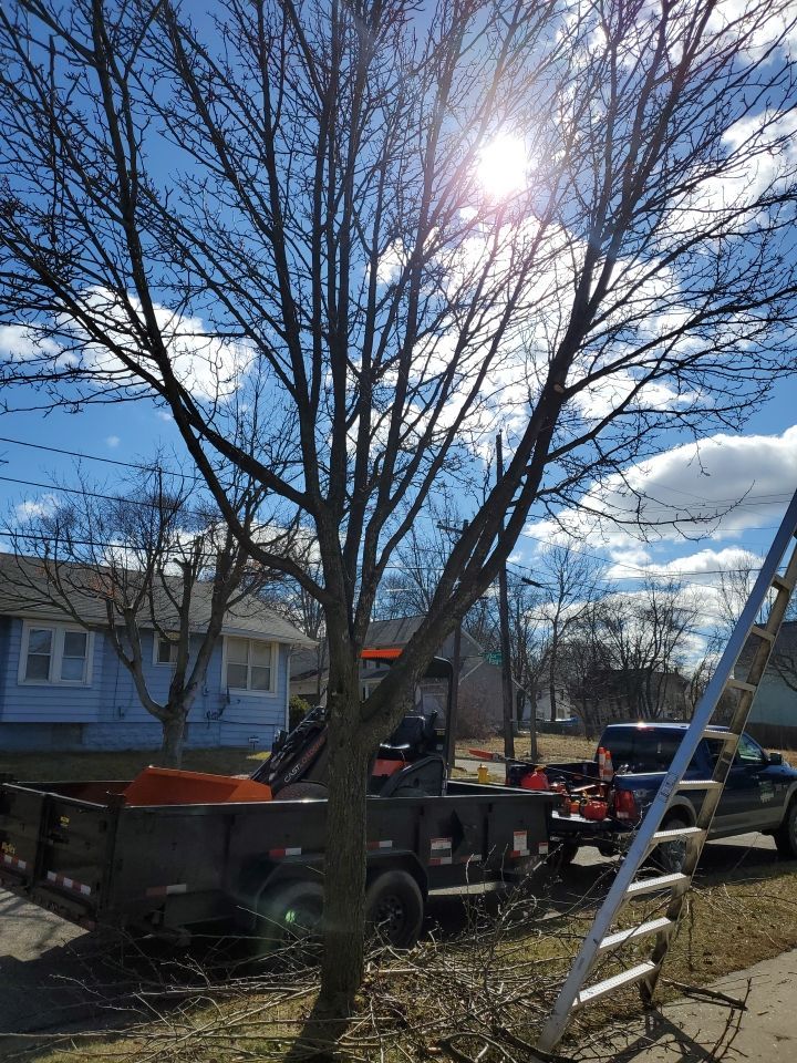 Tree Removal using Tree Removal by Mike Jones & Sons Tree Service LLC 