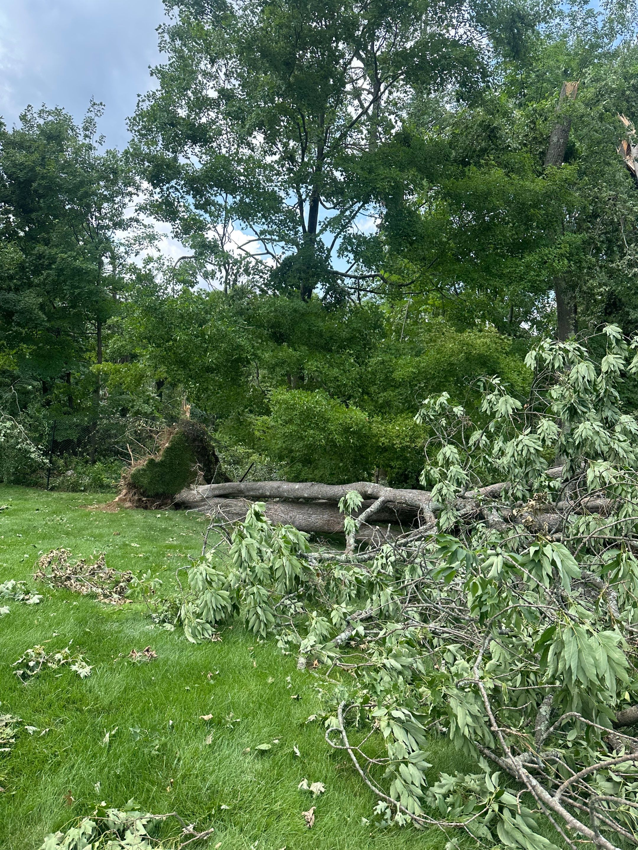 Emergency Tornado Damage Cleanup and Hazardous Tree Removal in Harrison by Fox Hill Luxury Real Estate Services