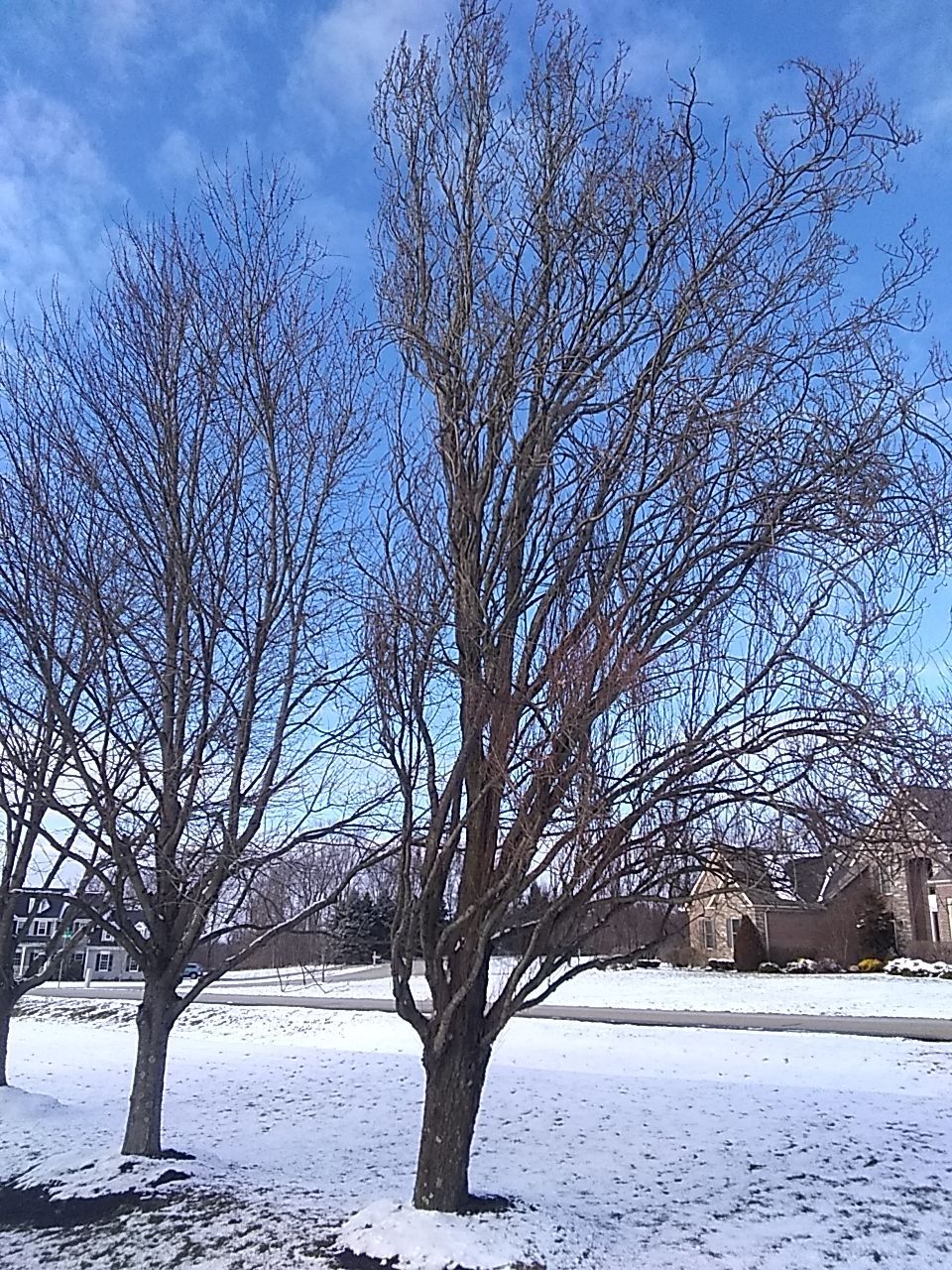 Tree Trimming using Tree Pruing by Mike Jones & Sons Tree Service LLC 