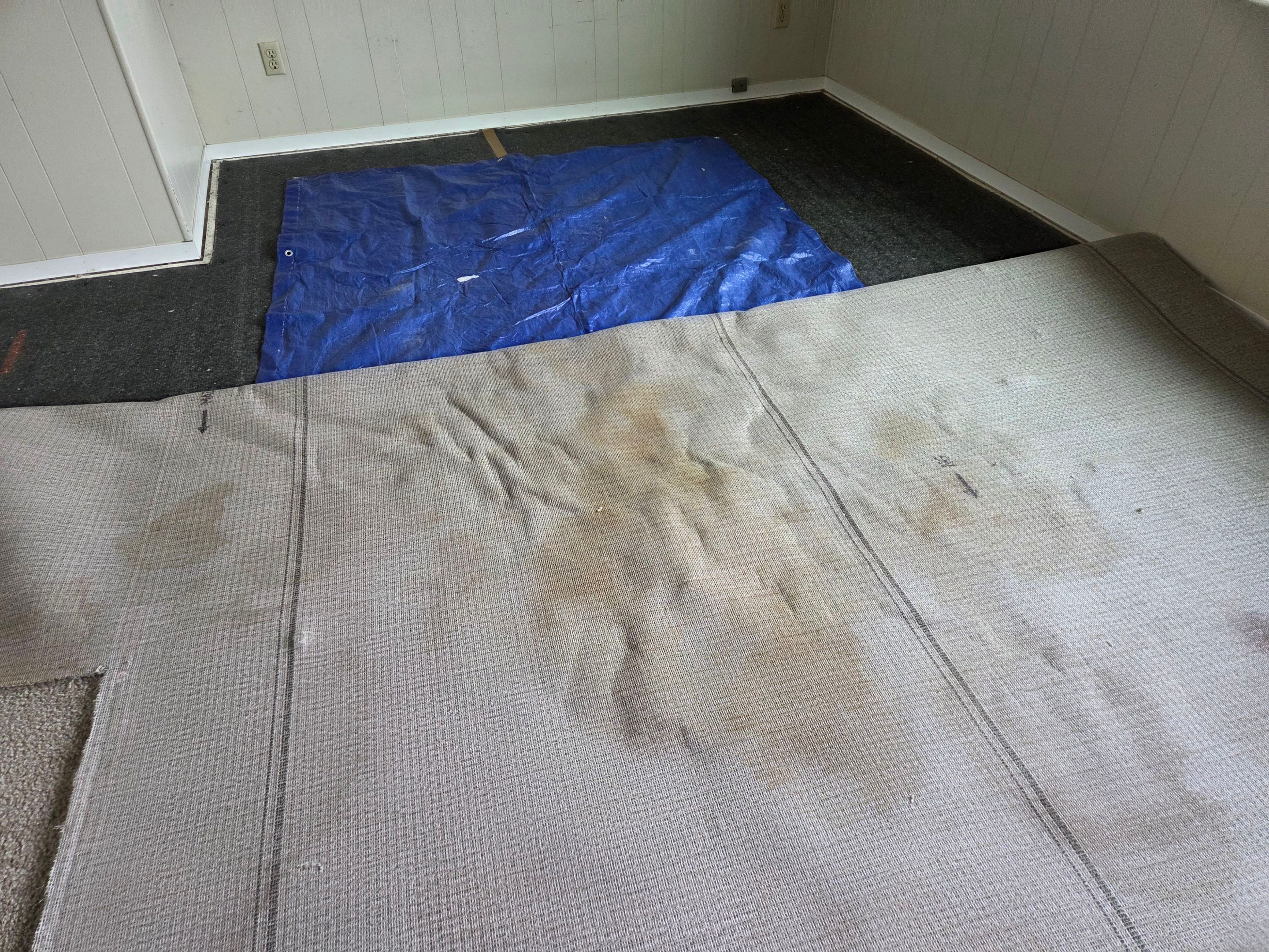 Pet Urine Pad Removal, Extraction and Cleaning by Ardent Carpet Restore LLC