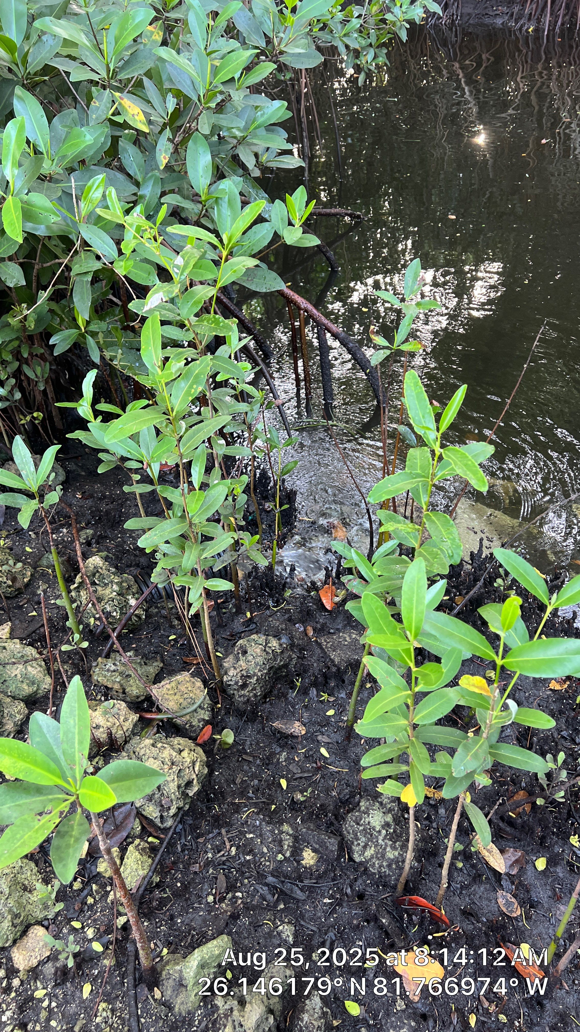 Naples RV Resort Stormwater System Maintenance  by Don Mar, Inc. Storm Water Solutions