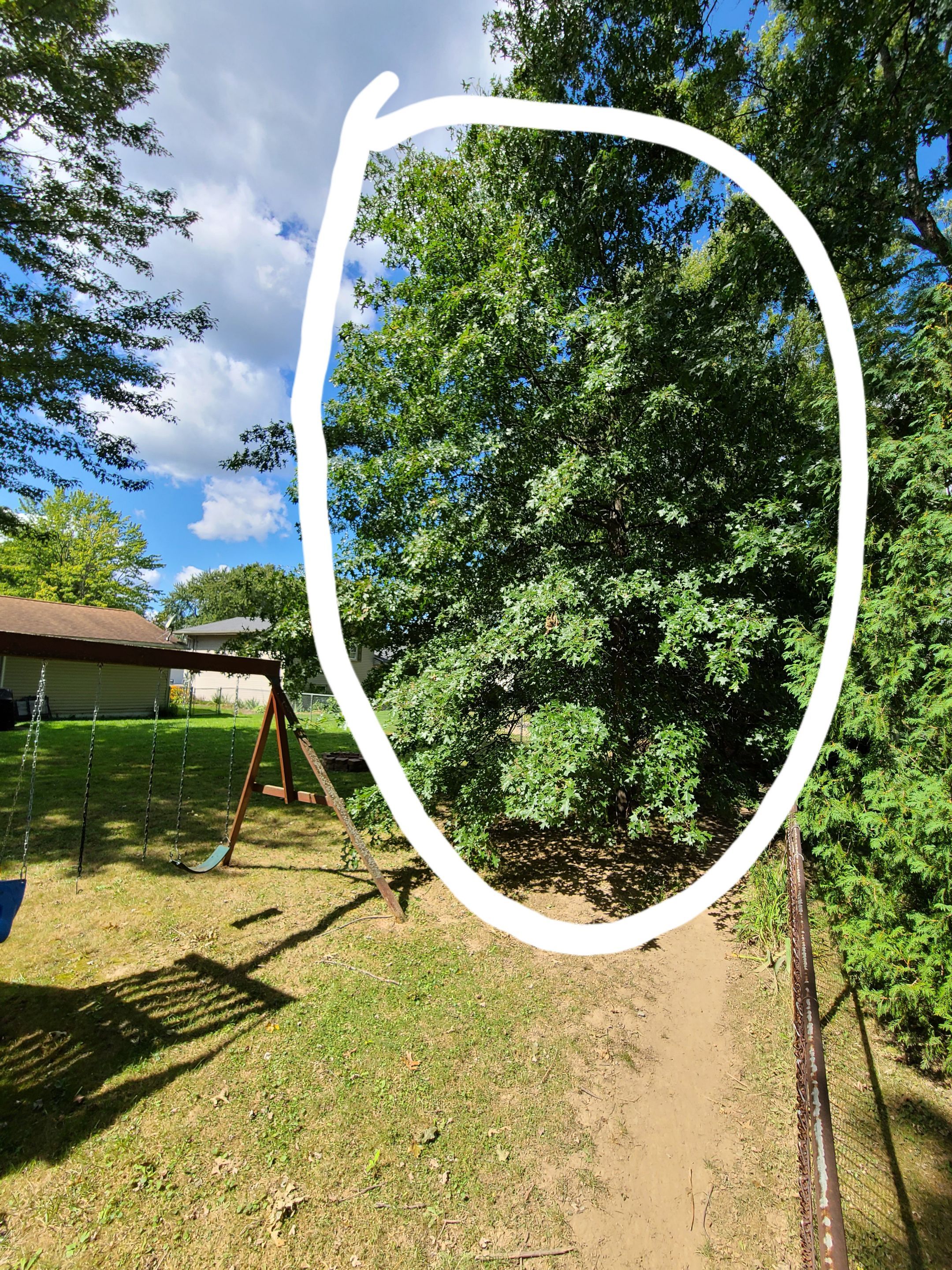 Oak Tree Removal by Mike Jones & Sons Tree Service LLC 
