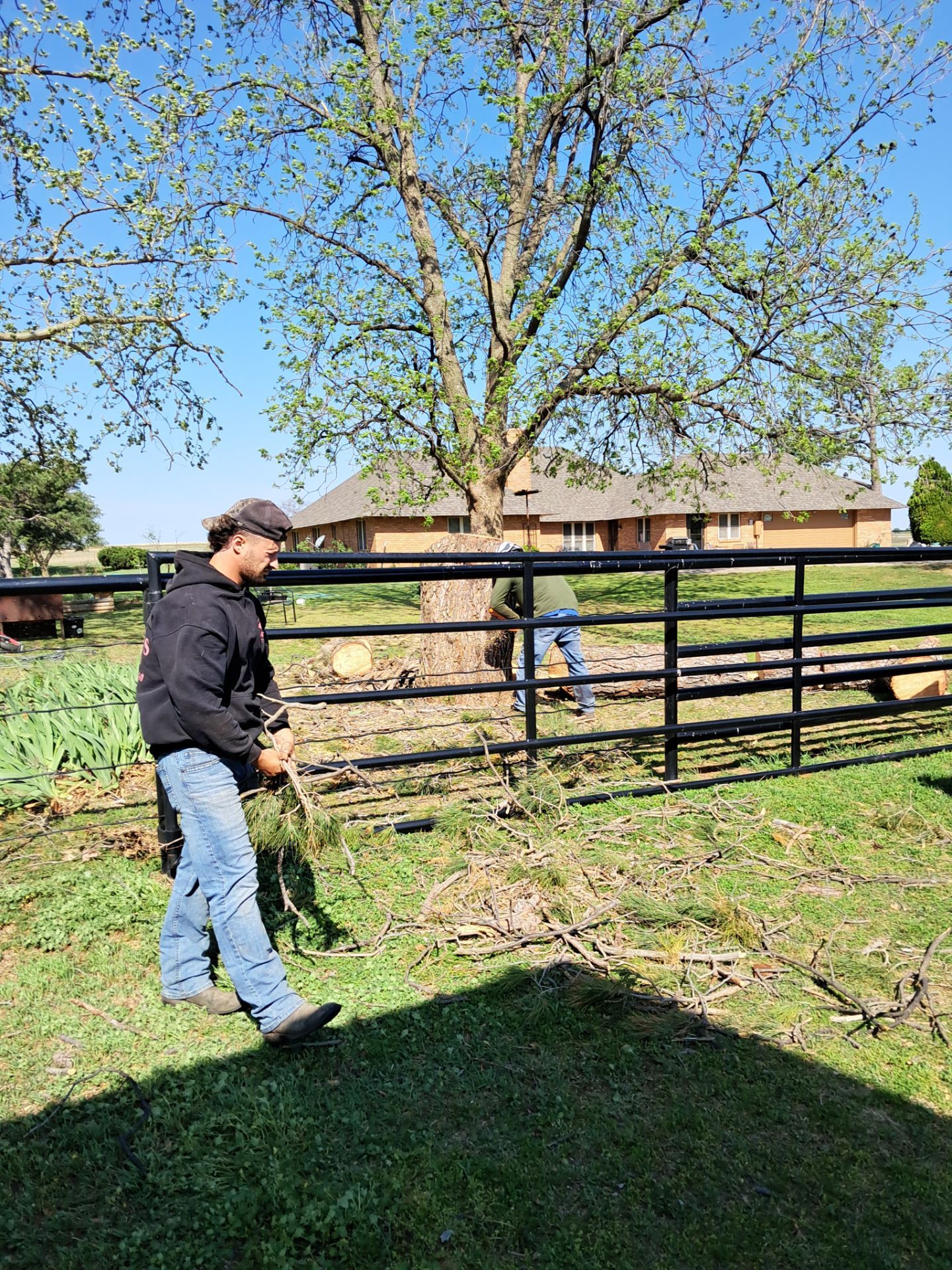 Tree Removal by Clays Services Inc