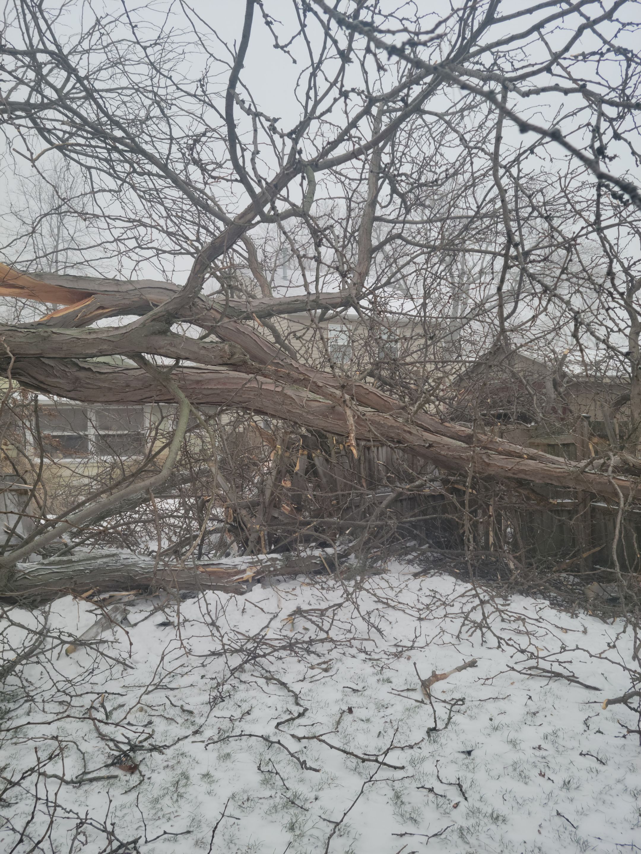 Storm Damaged Tree Removal  using Tree Removal by Mike Jones & Sons Tree Service LLC 