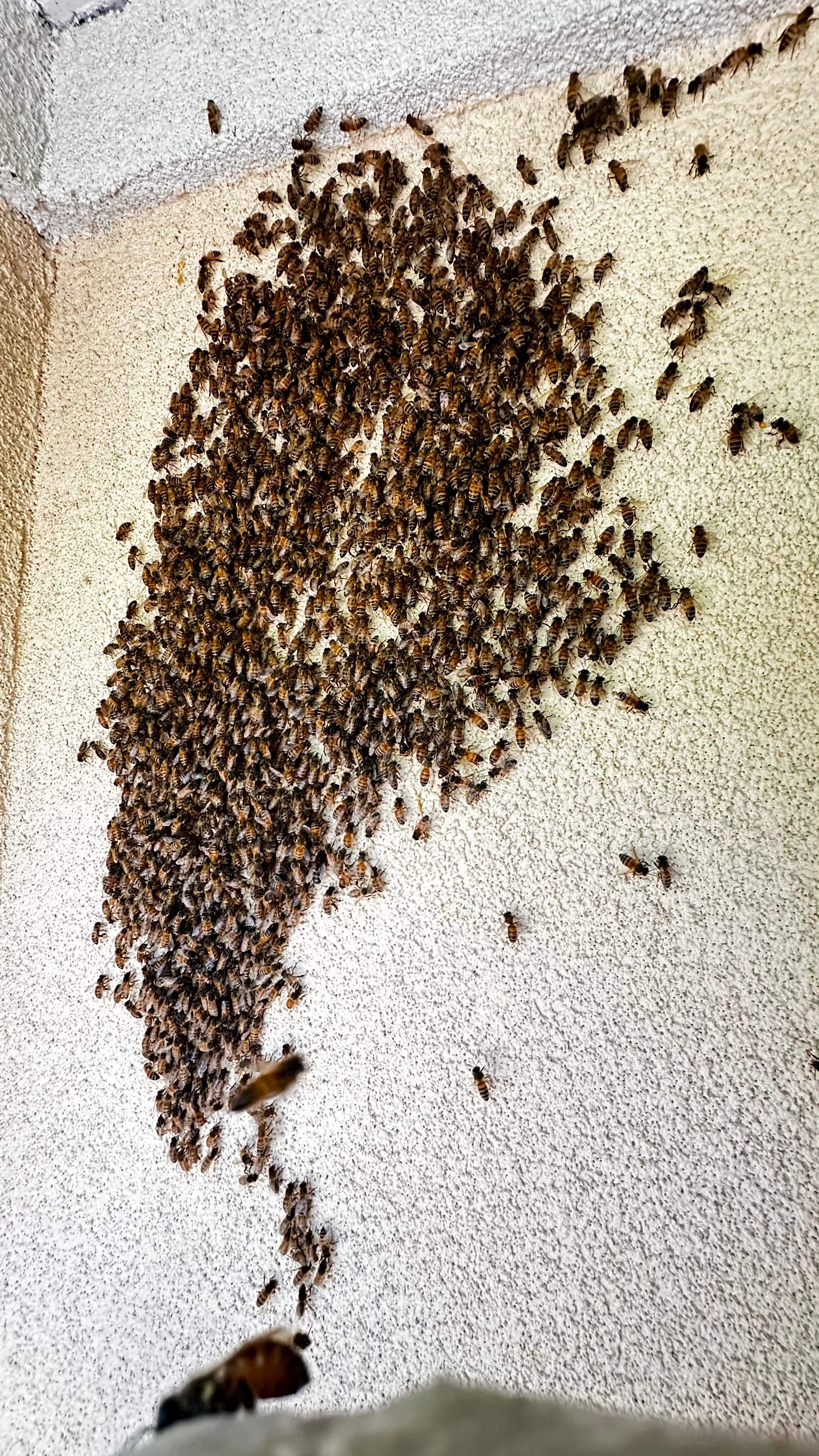 Beloved by Rockwall Honey Bee Company