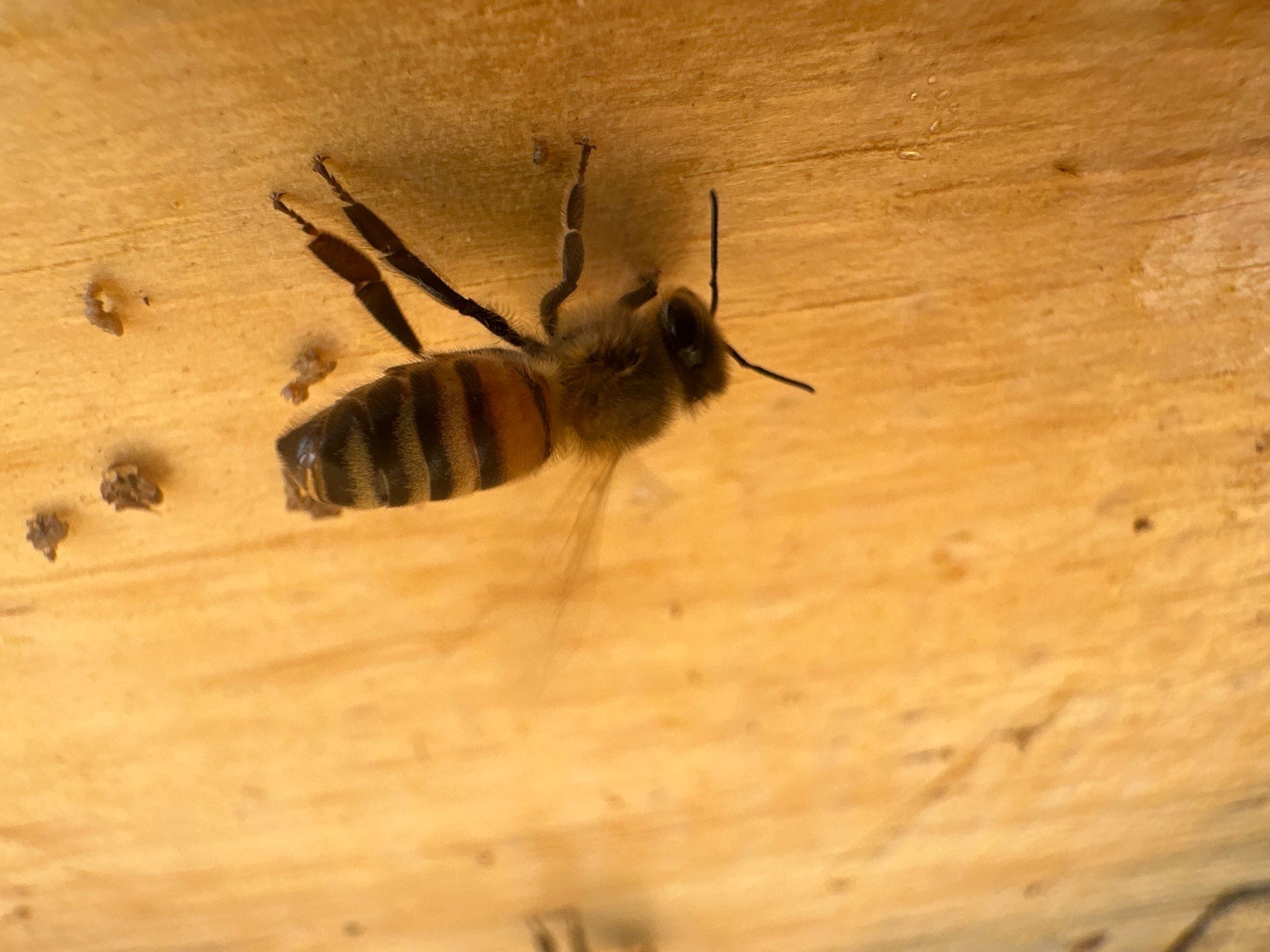 Richdardson Corporate Bees by Rockwall Honey Bee Company