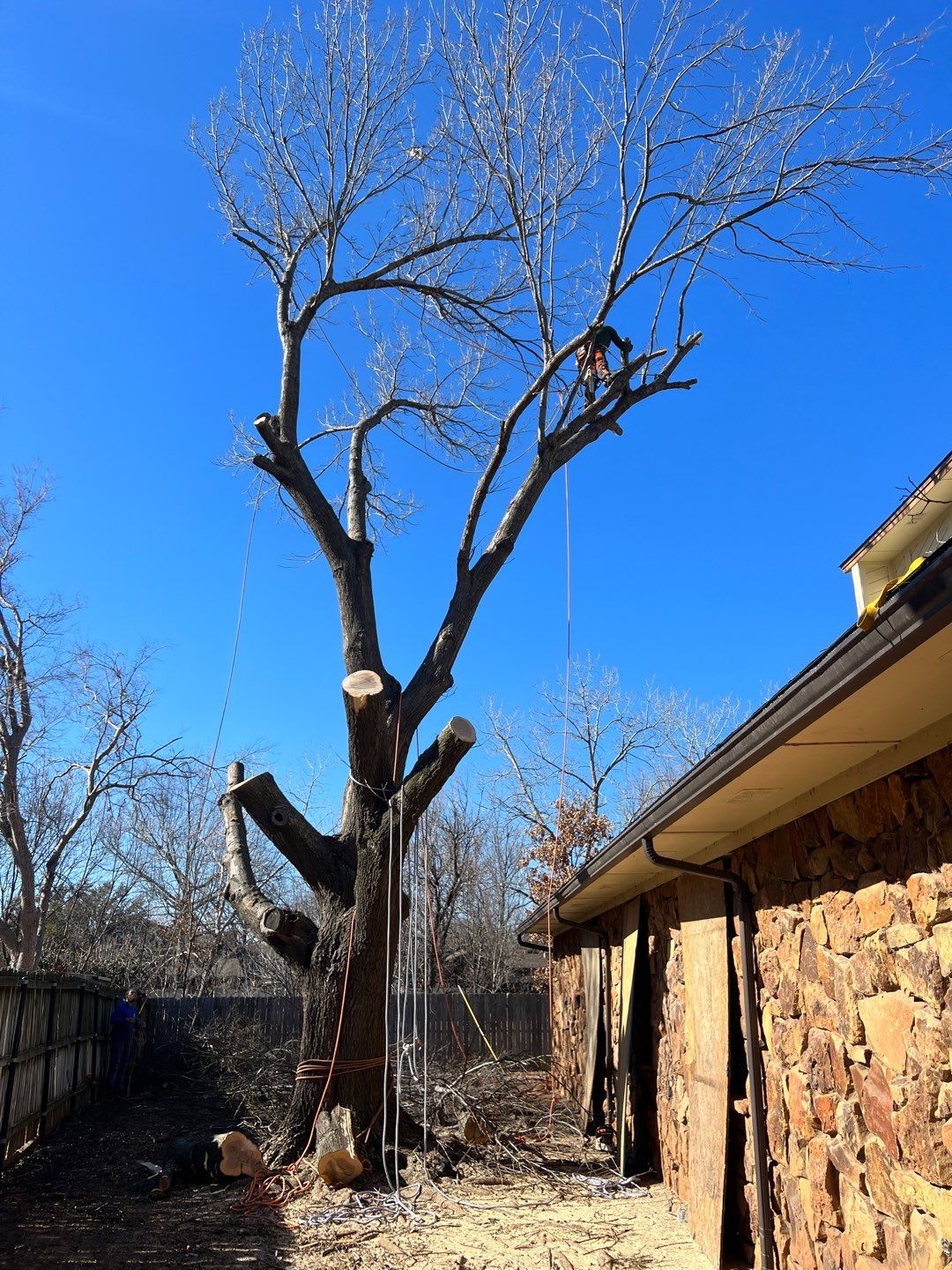 Large Oak Removal by Clays Services Inc