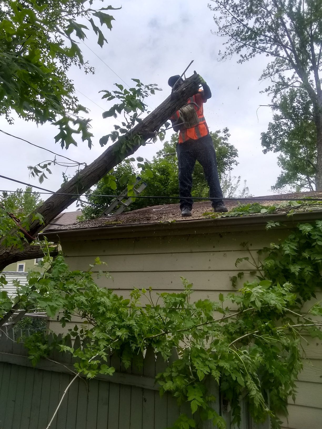 Tree Removal using Tree Removal by Mike Jones & Sons Tree Service LLC 