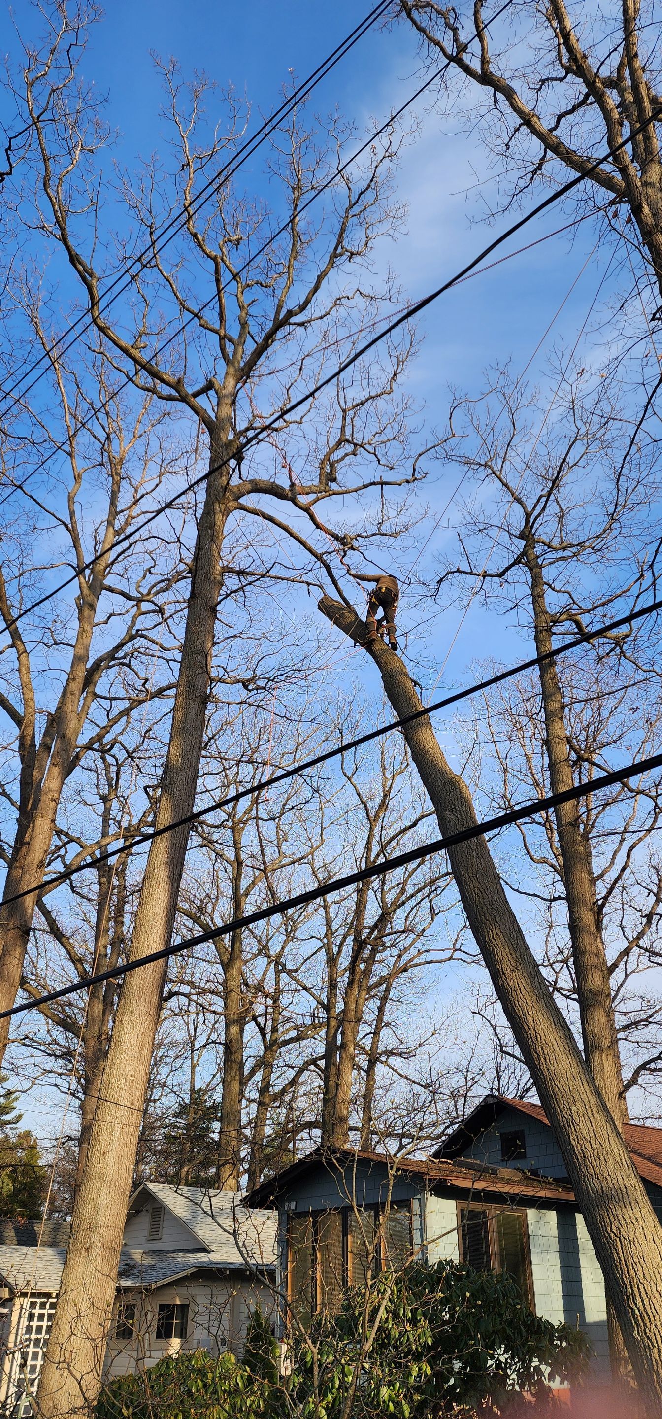 Emergency Job: Uprooted tree with root rot by Treeman Tom LLC