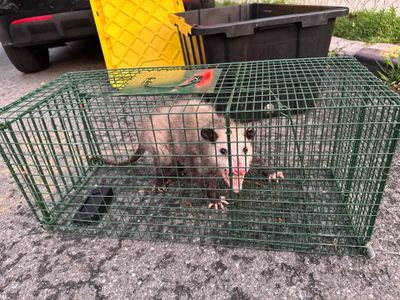 Wildlife trapping of opussum