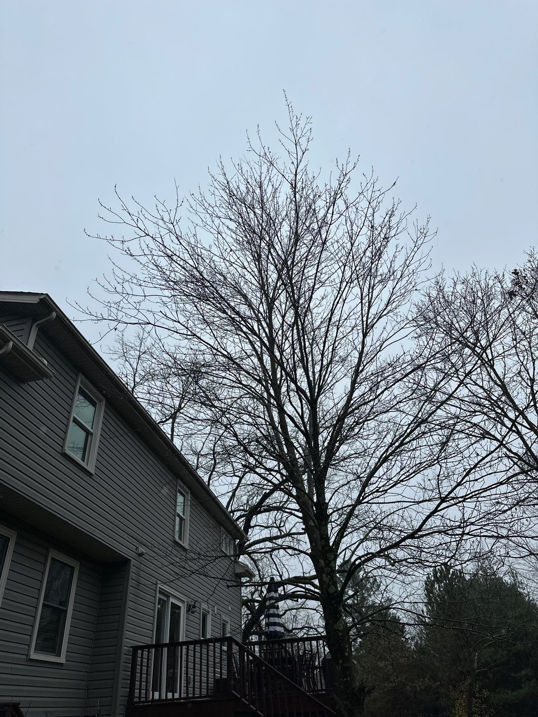 Tree Trimming using Tree Pruing by Mike Jones & Sons Tree Service LLC 