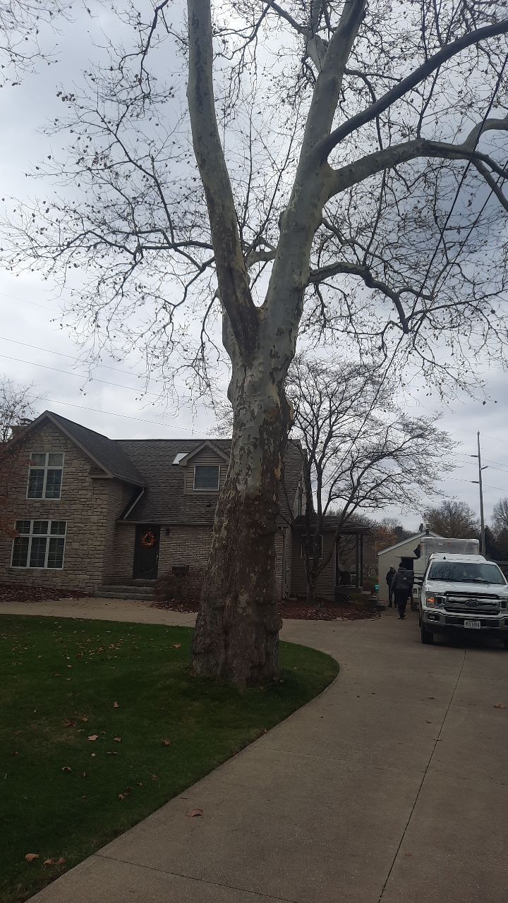 Tree Trimming using Tree Pruing by Mike Jones & Sons Tree Service LLC 