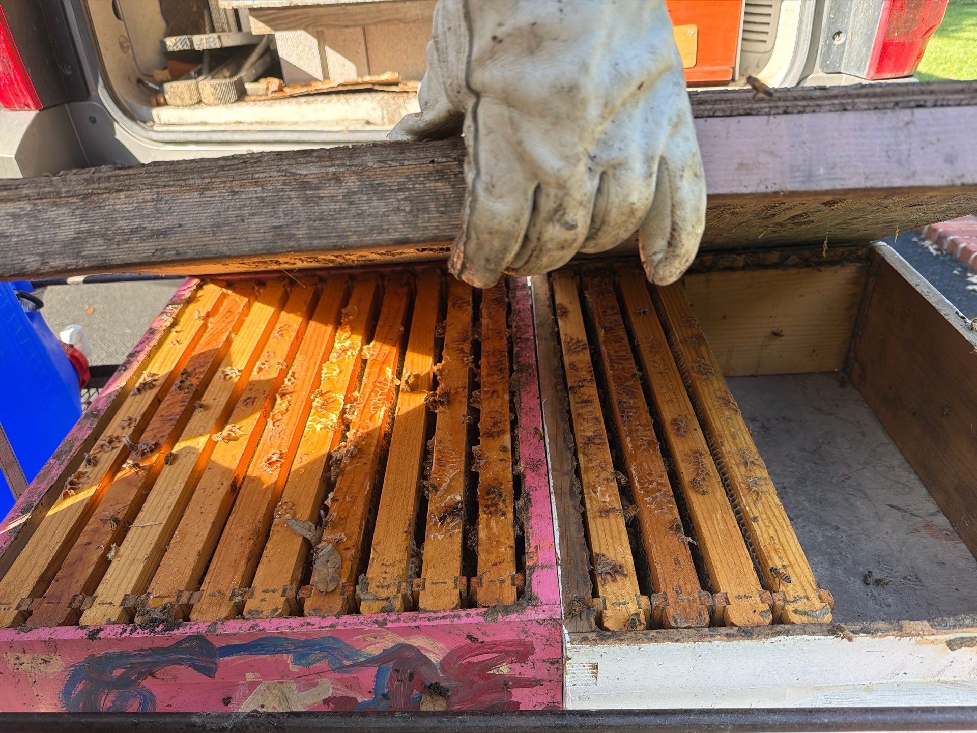 Backyard Survivor Stock by Rockwall Honey Bee Company