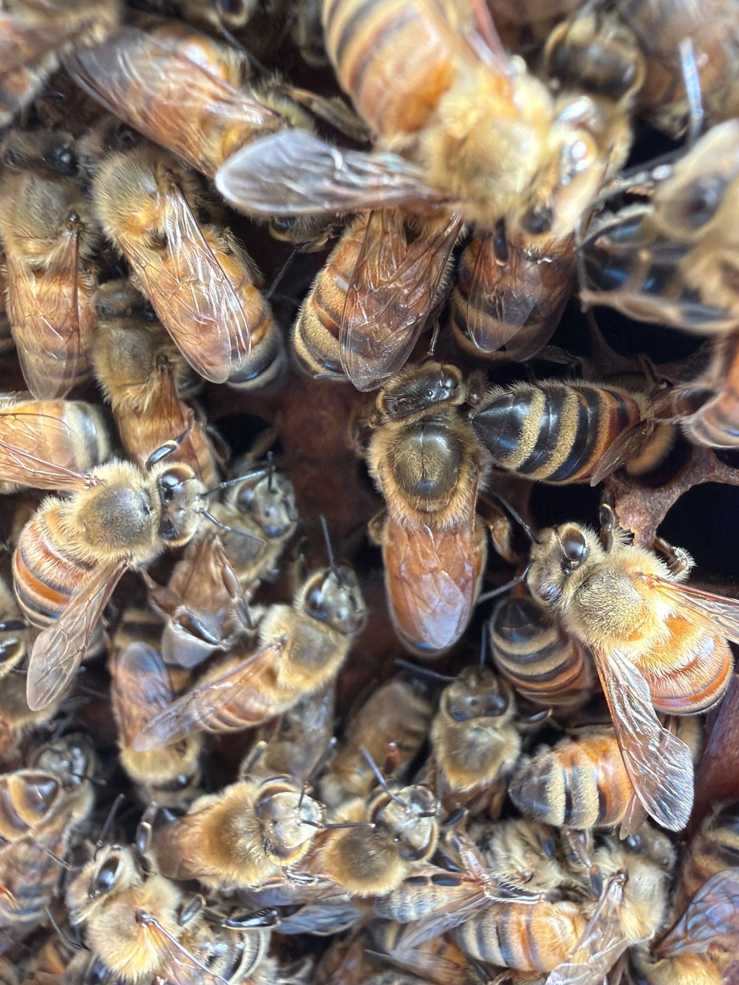 Apartment Retreat for Honey Bees in Garland by Rockwall Honey Bee Company