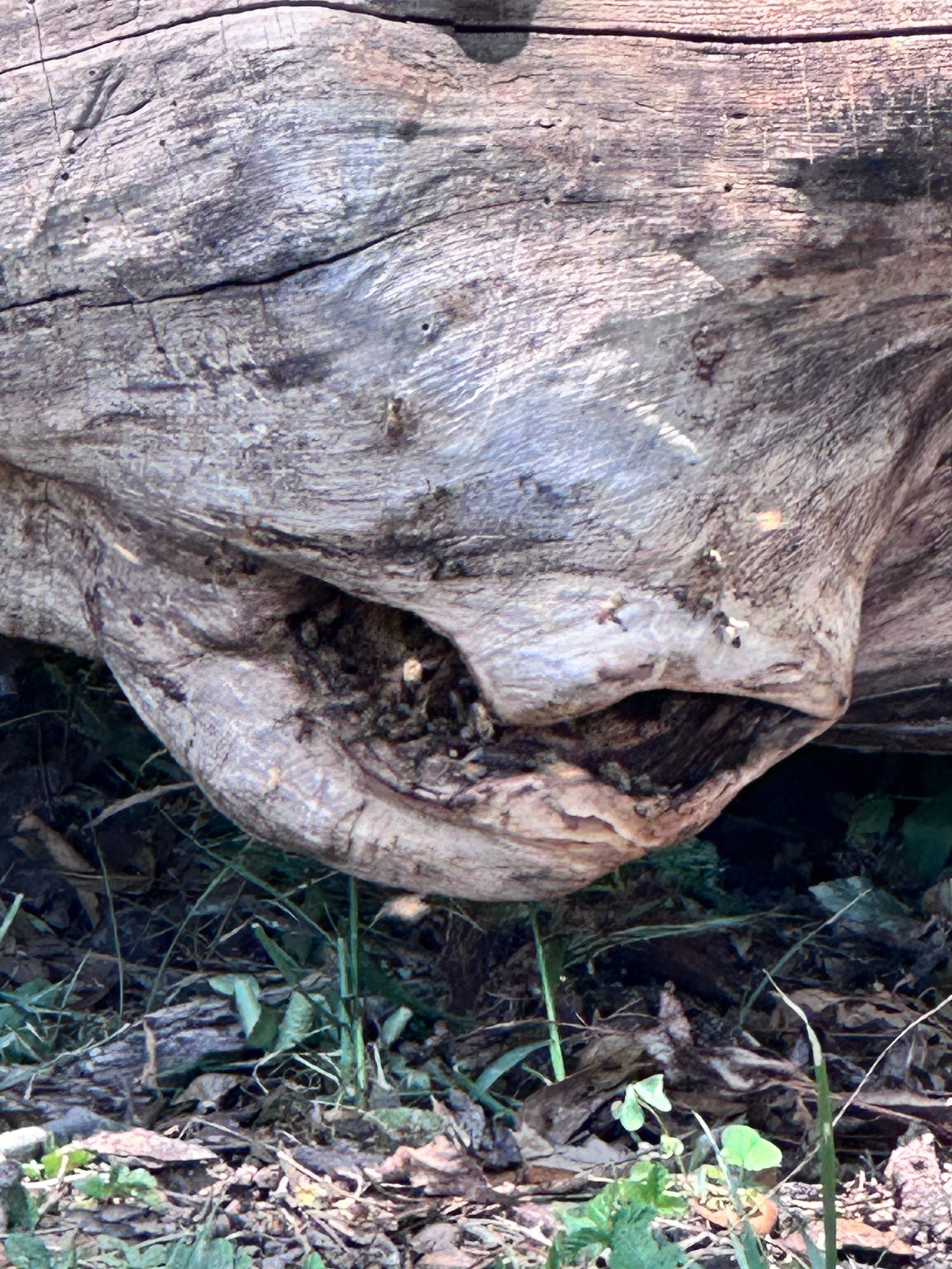 Two More Trees, One More Yard by Rockwall Honey Bee Company