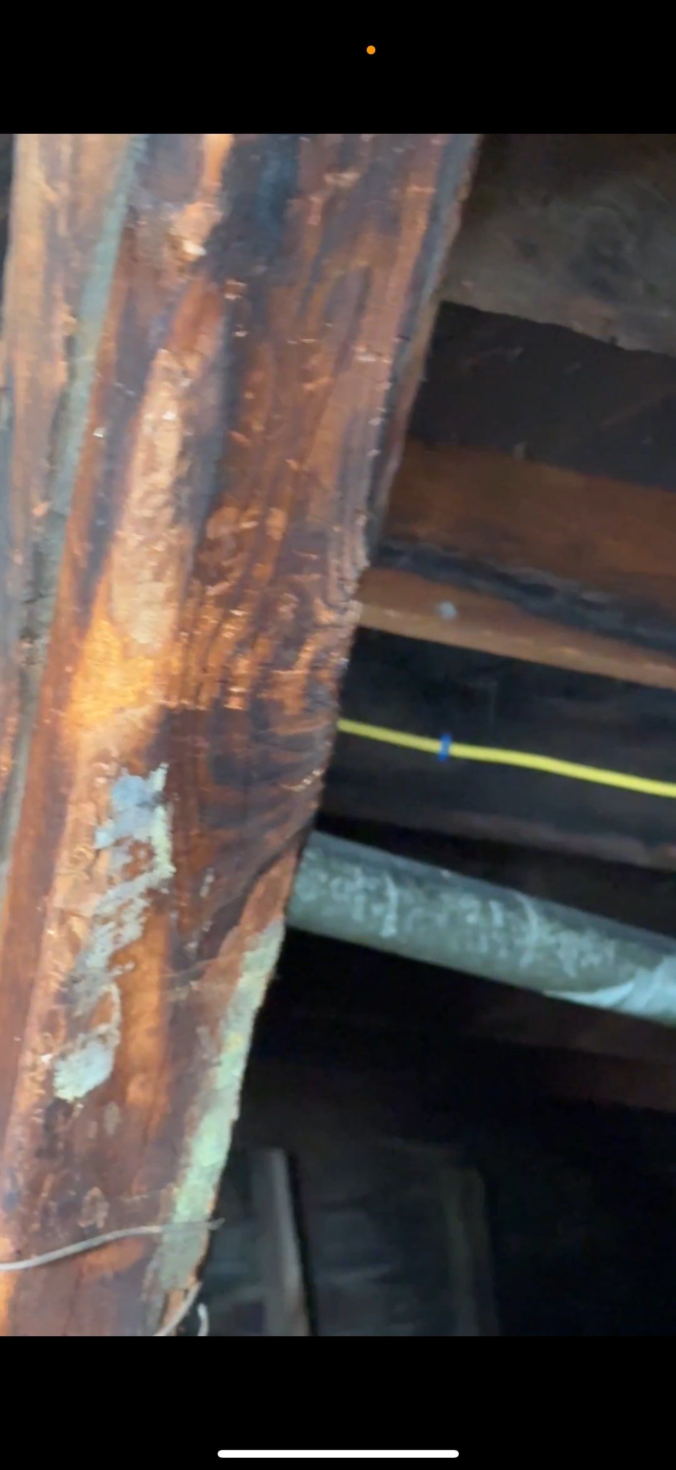 BIOHAZARD PIGEON FECES by Sadie’s Pro Cleaning