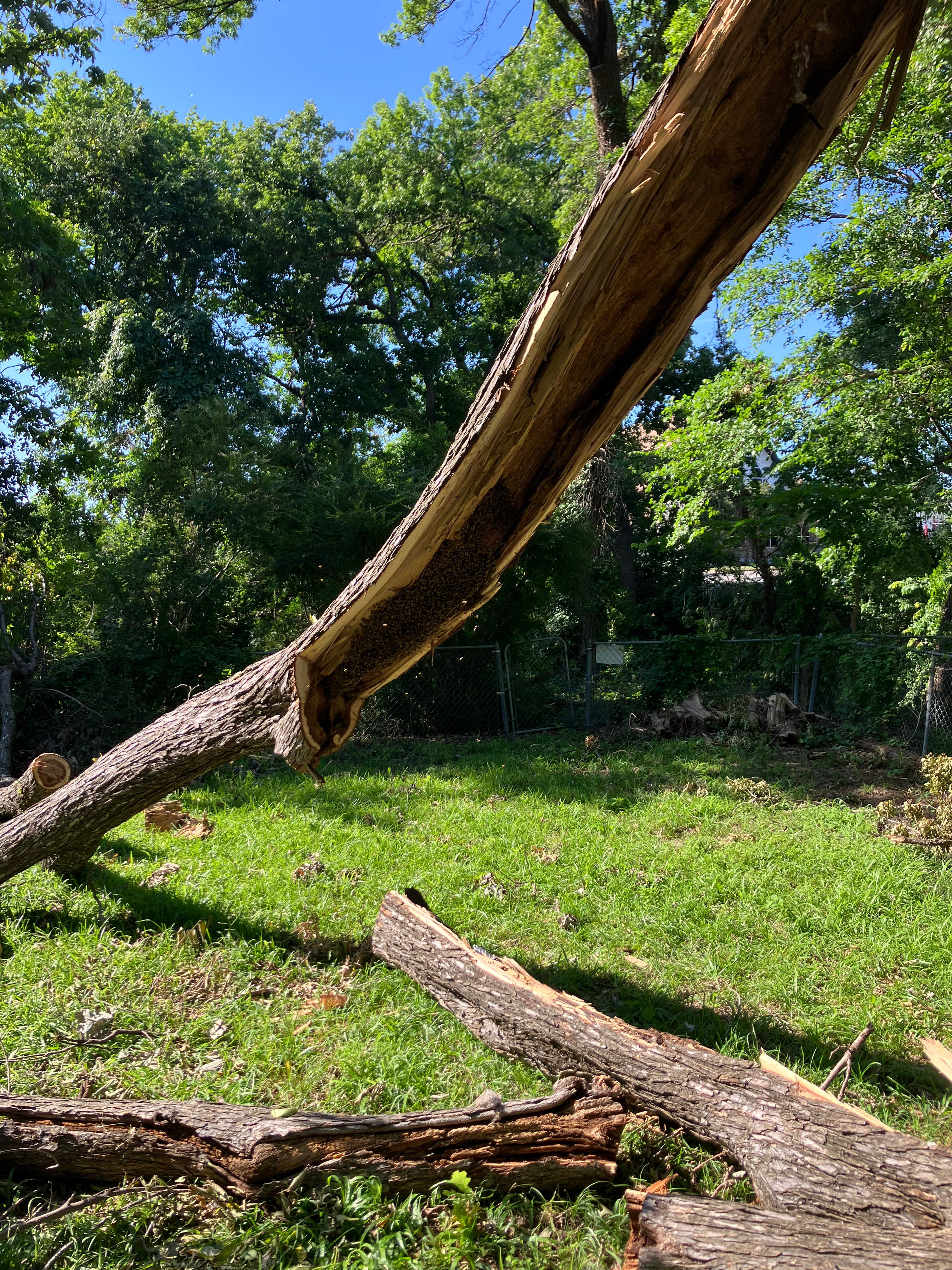 Massive. Tree. Period. by Rockwall Honey Bee Company