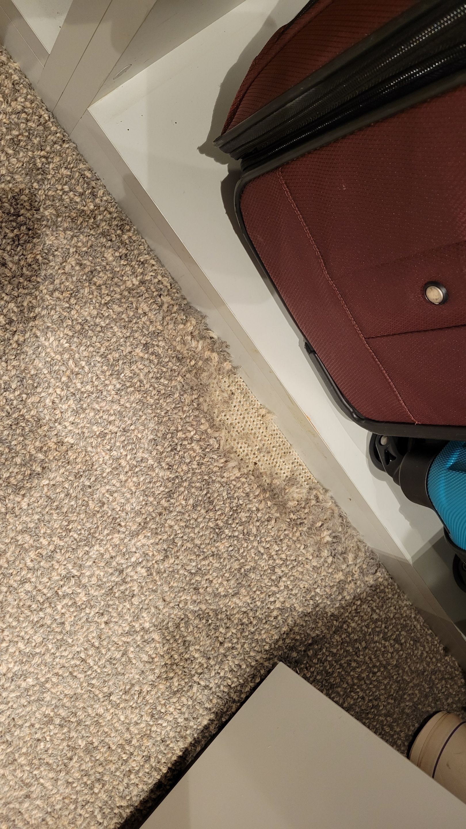 Repairing Wool Carpet Damaged by Moths by Ardent Carpet Restore LLC