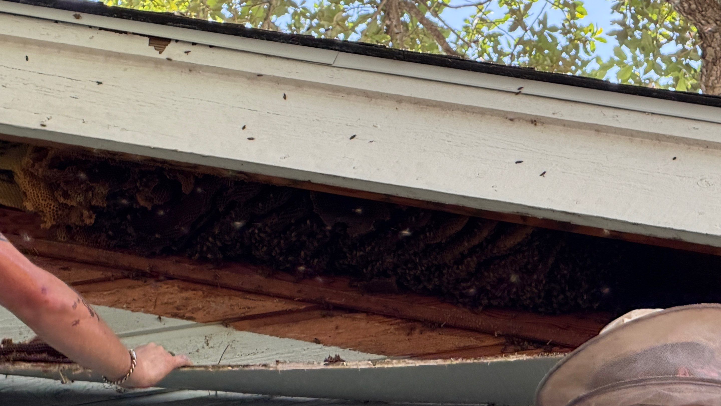 High Peak Bees by Rockwall Honey Bee Company