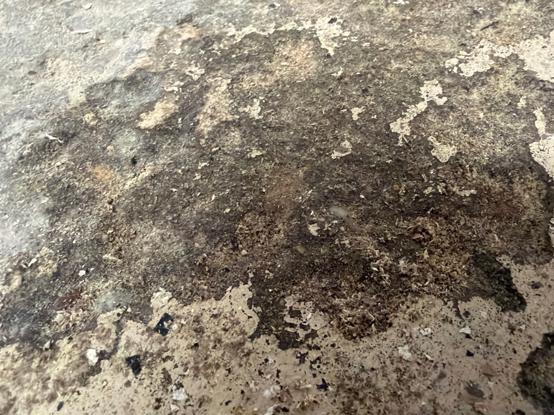 Nightfall Decorative Chip Garage Floor Coating in Luverne, Minnesota by Select Painting, Coatings & Garage Cabinets