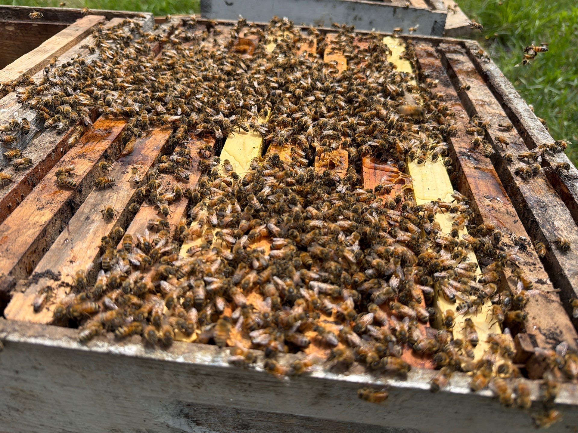 Exemption in Royse City, TX by Rockwall Honey Bee Company