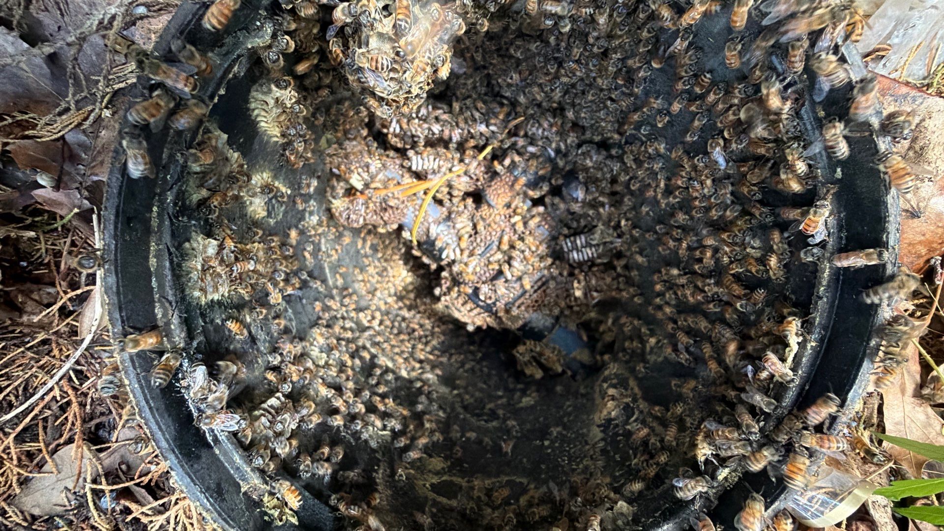 Mossy Mystery Bees by Rockwall Honey Bee Company