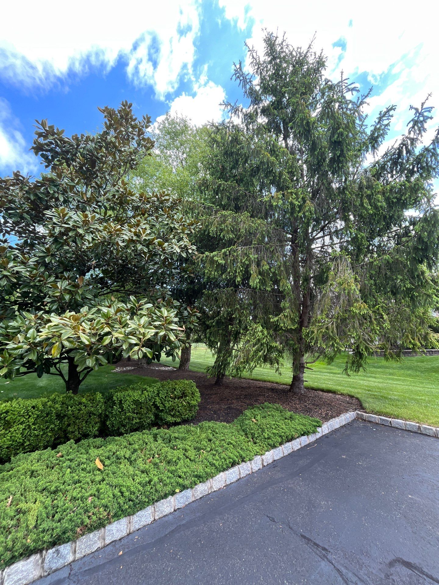 Lawn Care and Shrub Care at a beautiful Bridgewater property by Ants Plants