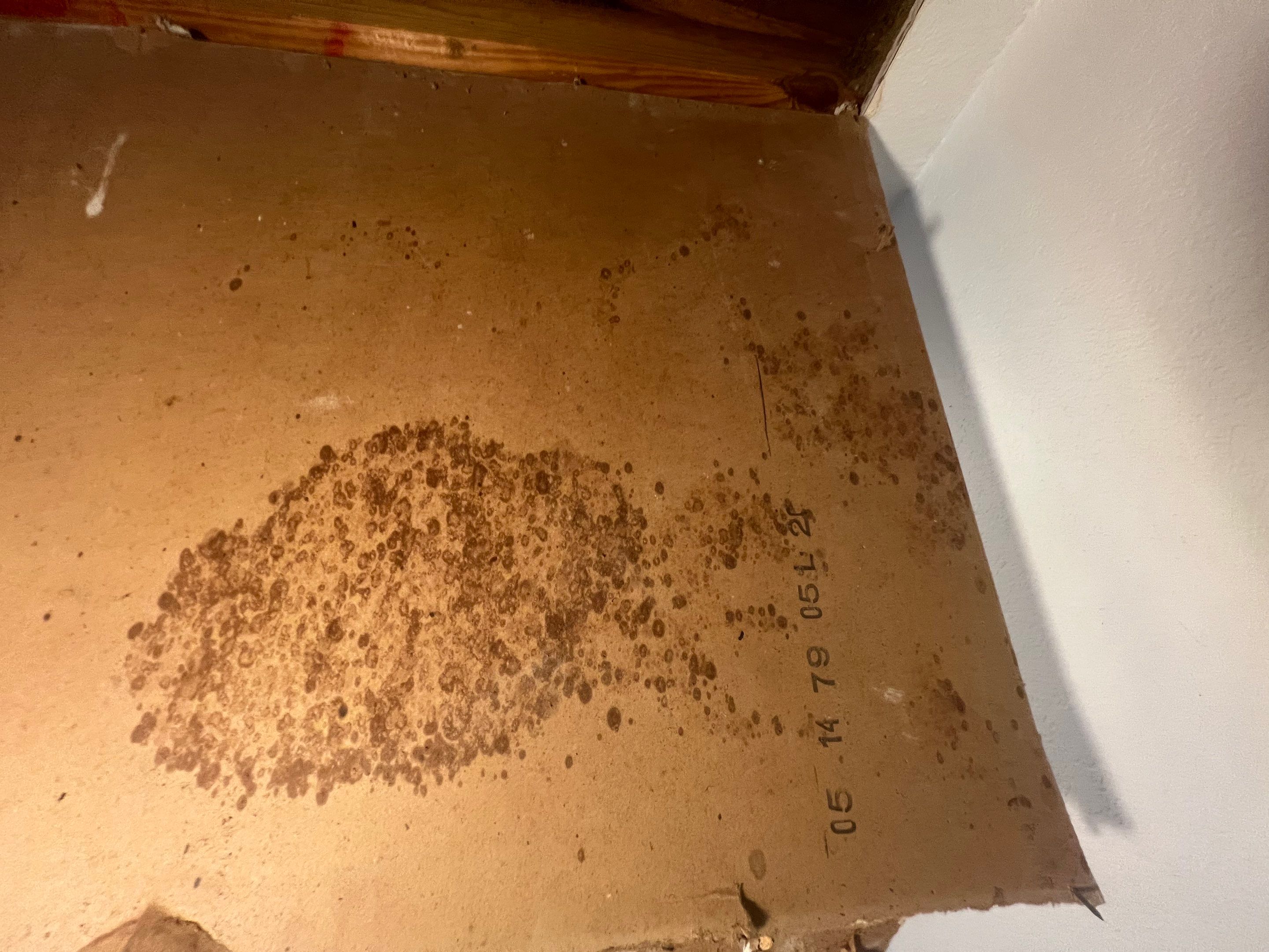 Windstorm Damage & Multi-Room Water Mitigation in St. Petersburg by Right On Time Restoration