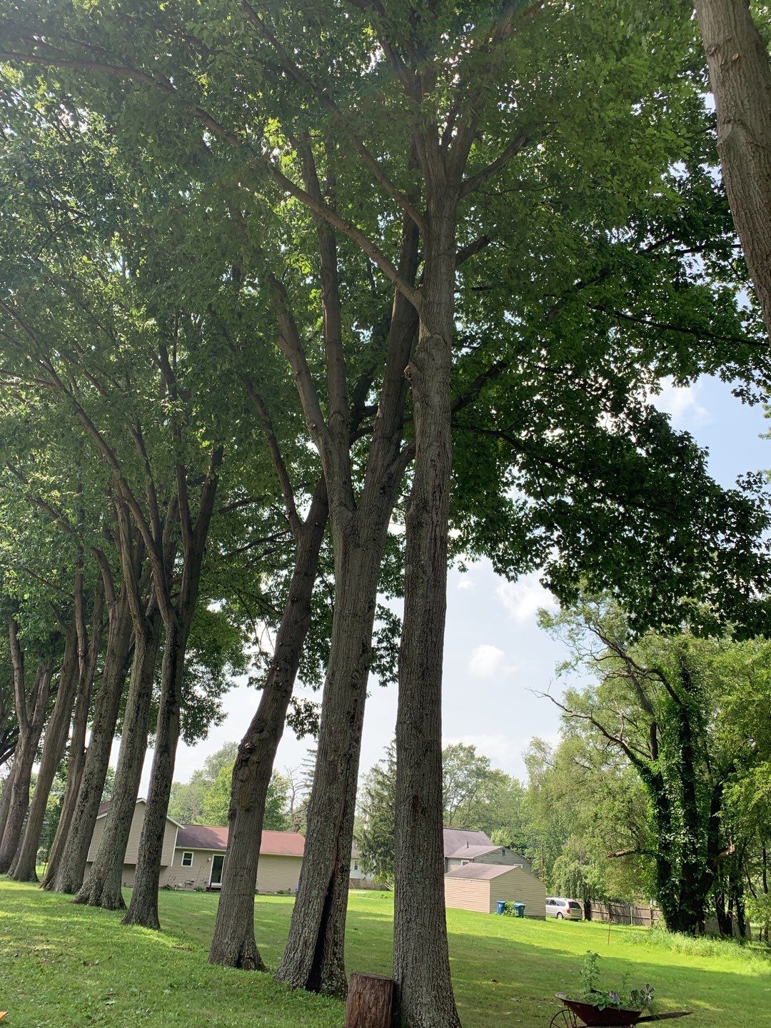 Tree Trimming by Mike Jones & Sons Tree Service LLC 