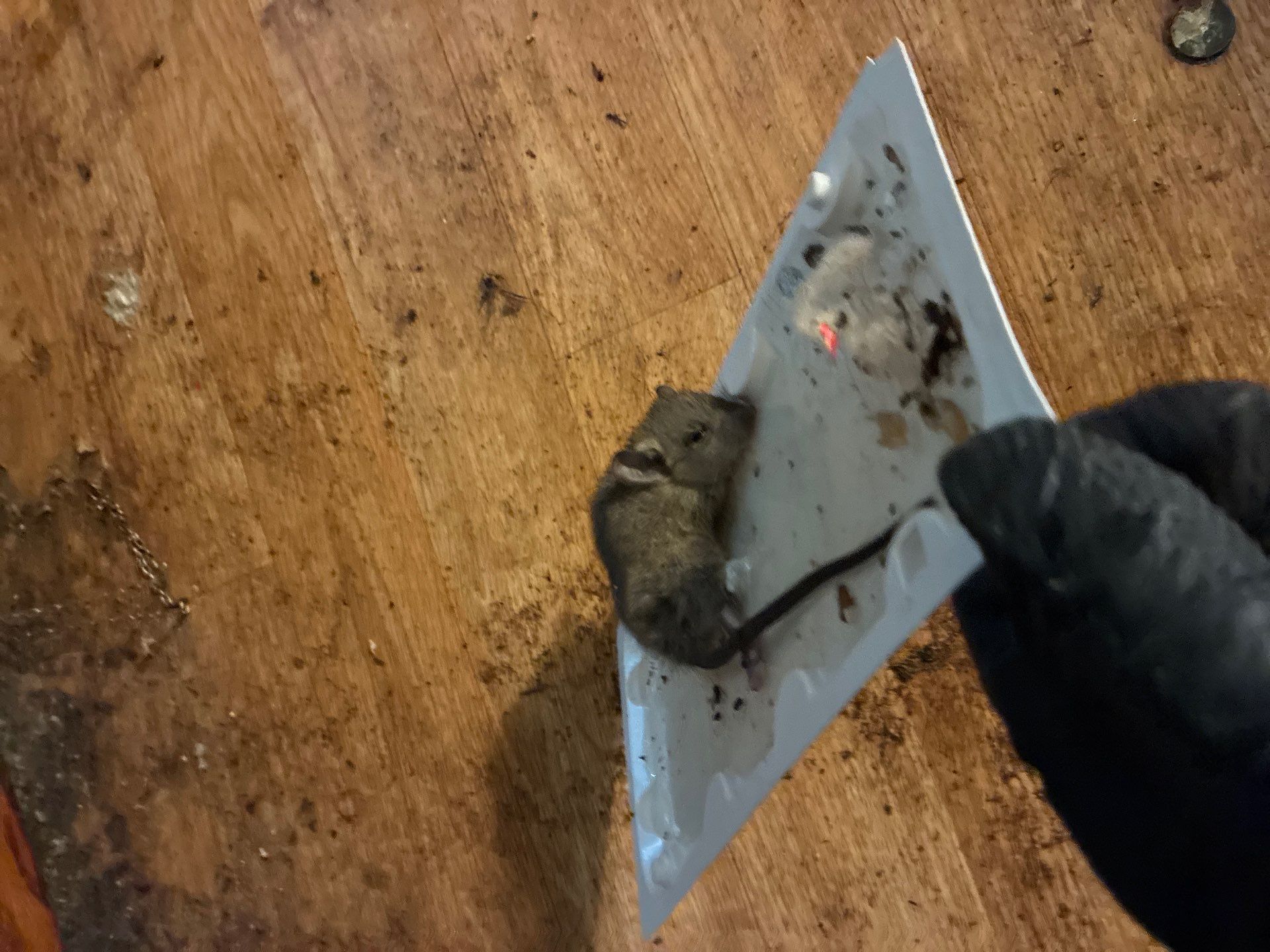 Project in Auburn by 911 Hazmat Cleanup 