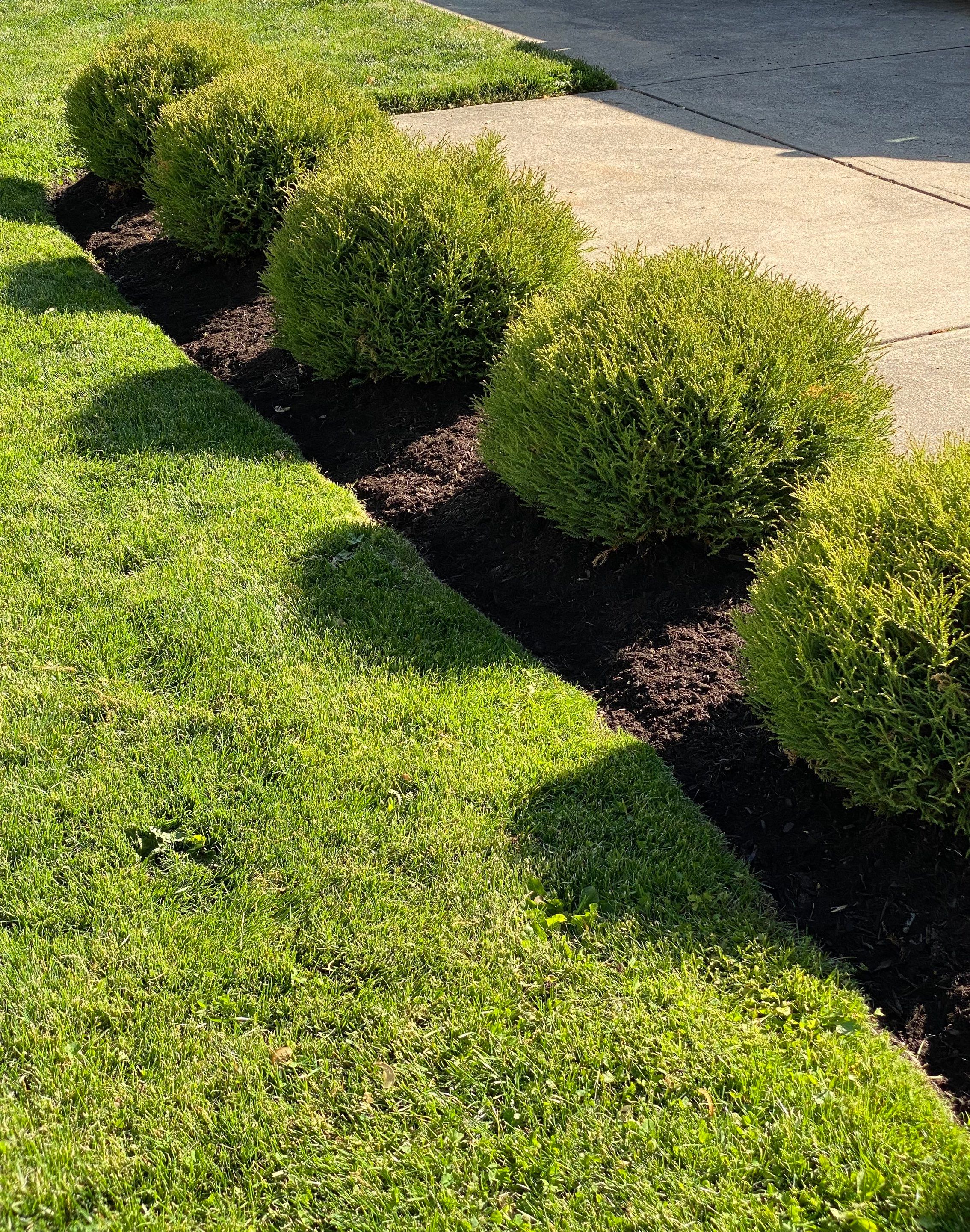 River Birch Maintenance by Elm Rose Gardens